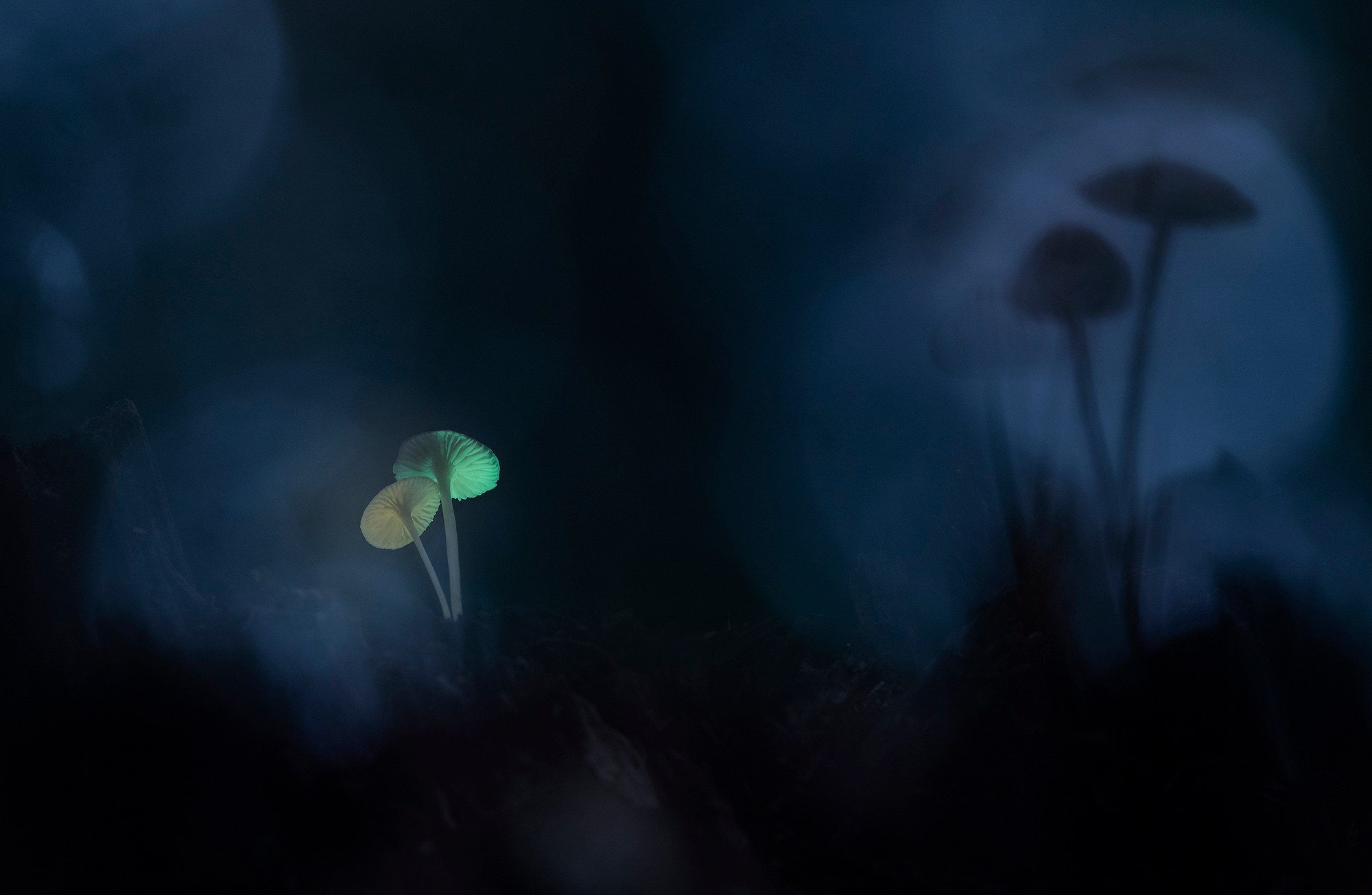 Begomvprofcom.wfolio.pro