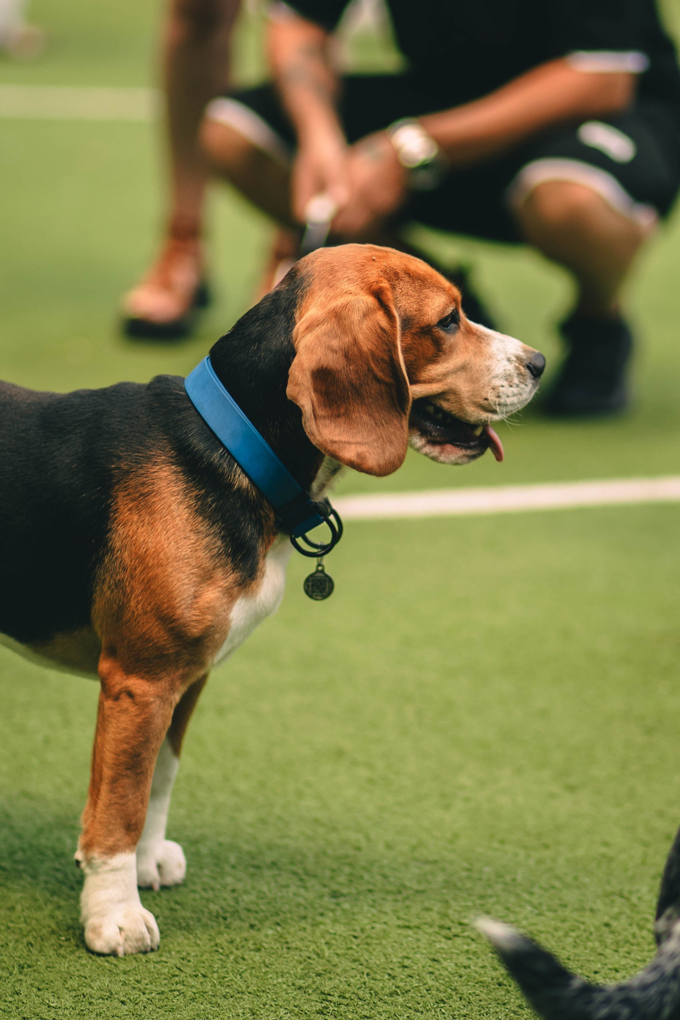 Pet-Party + Live-music |Парк Культуры. Фотограф в Ставрополе Алина Клочкова