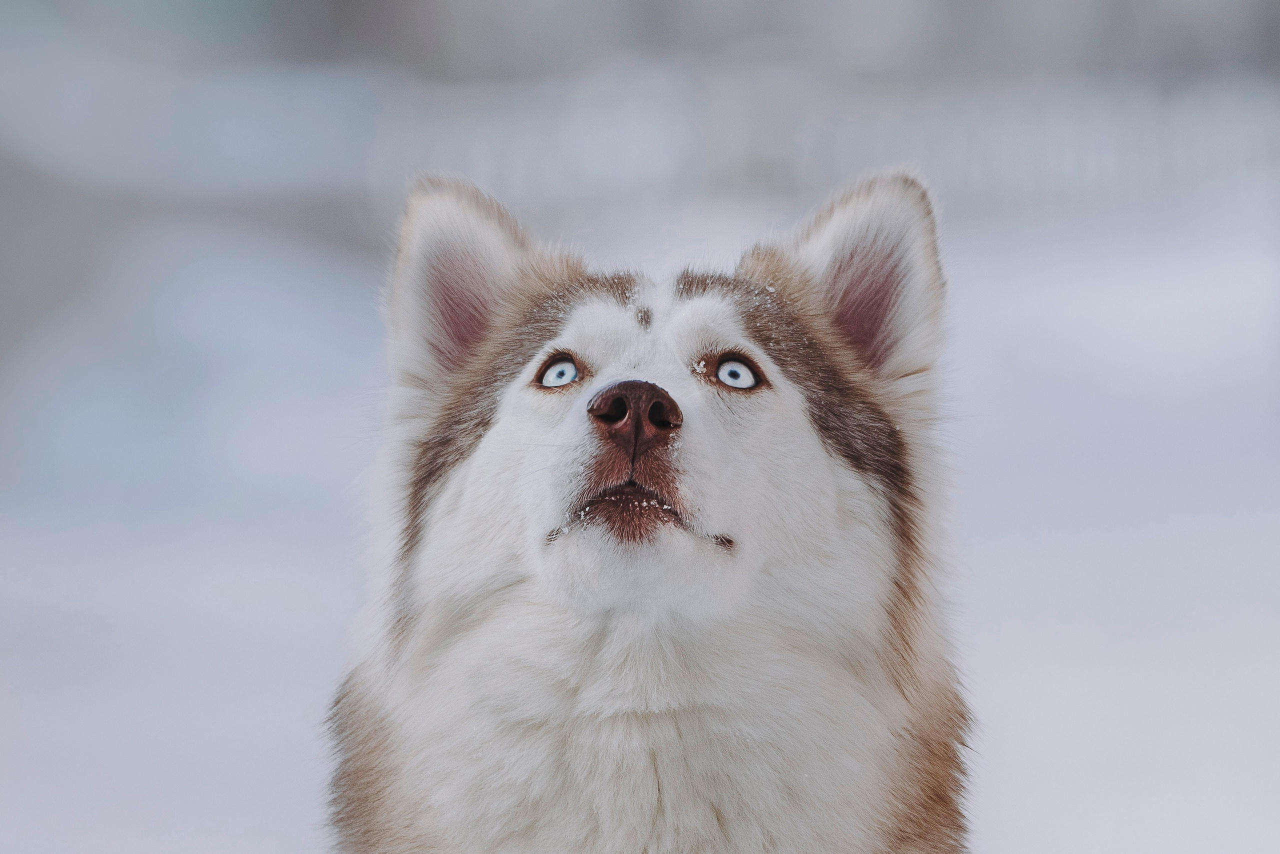 Мария и Амелия. Фотограф анималист в Спб недорого Олеся Майорова