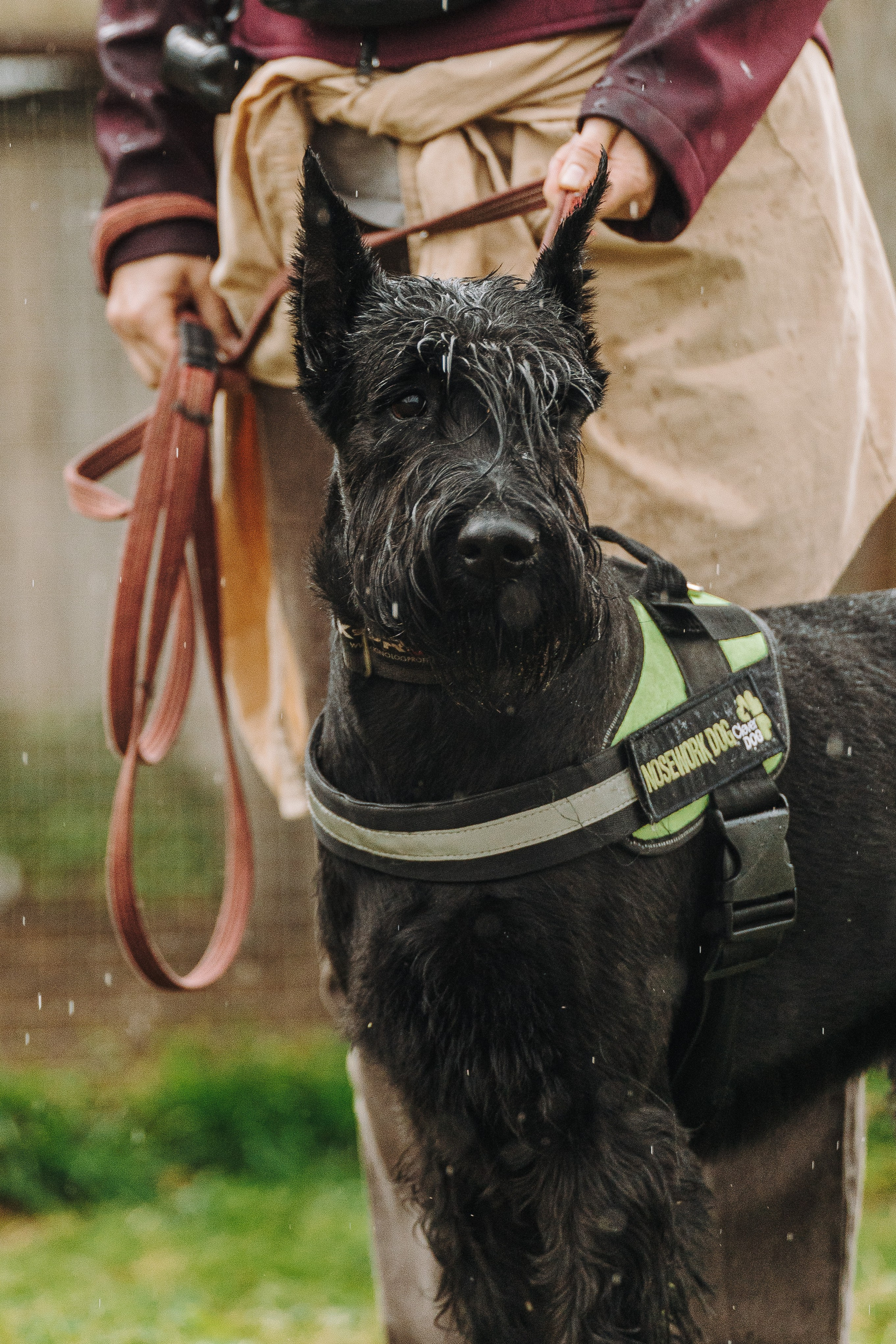 Соревнования по ноузворку в Новожилово. Фотограф анималист в Спб недорого Олеся Майорова