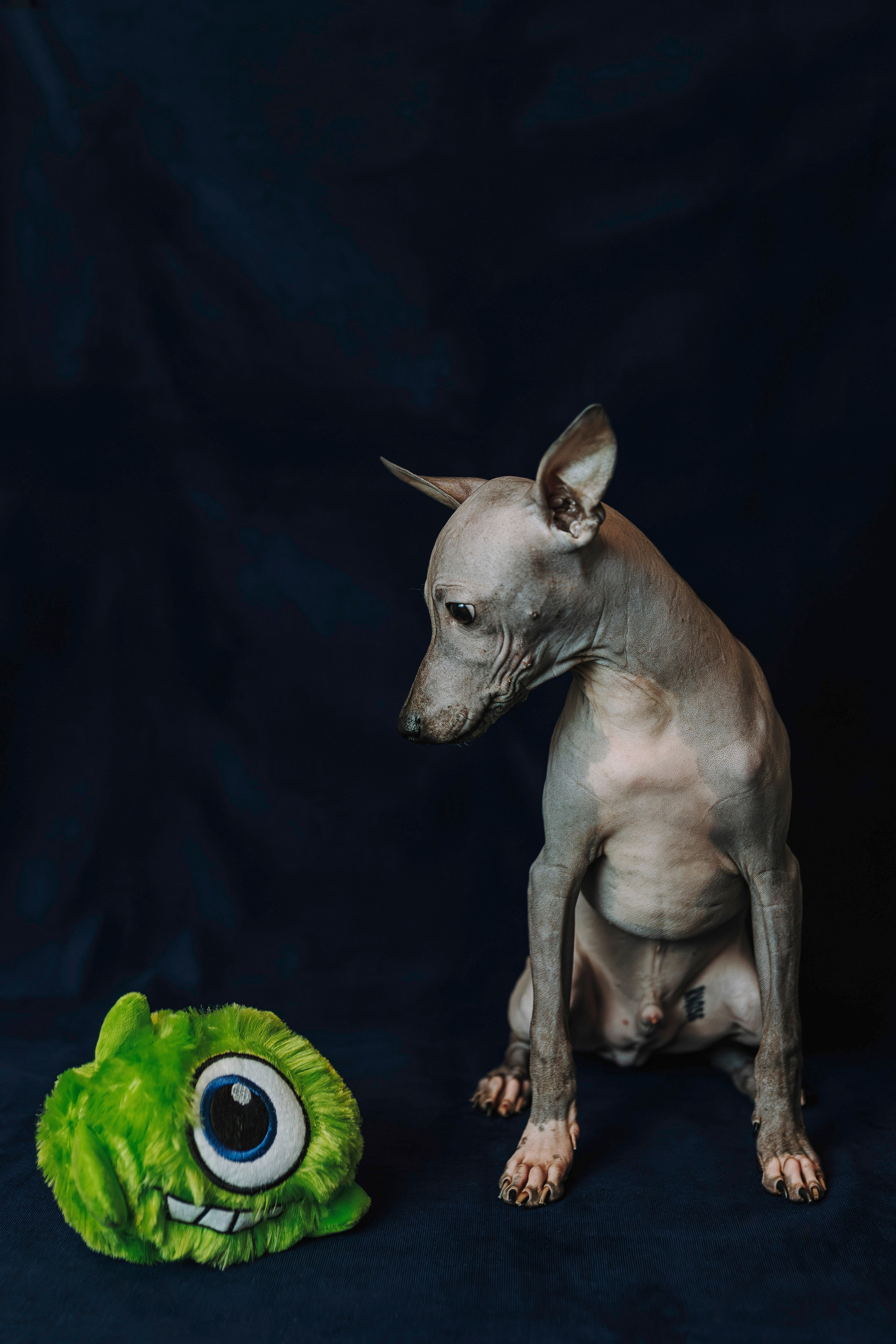 Малыши американского голого терьера. Фотограф анималист в Спб недорого Олеся Майорова