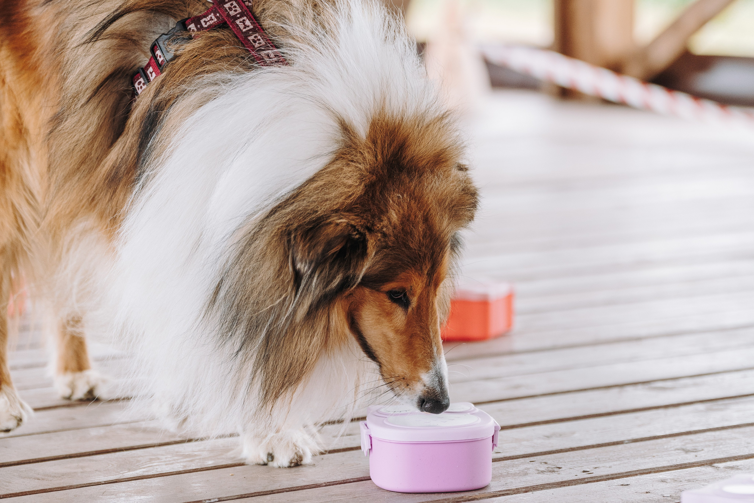 Соревнования по ноузворку в Лосево. Фотограф анималист в Спб недорого Олеся Майорова