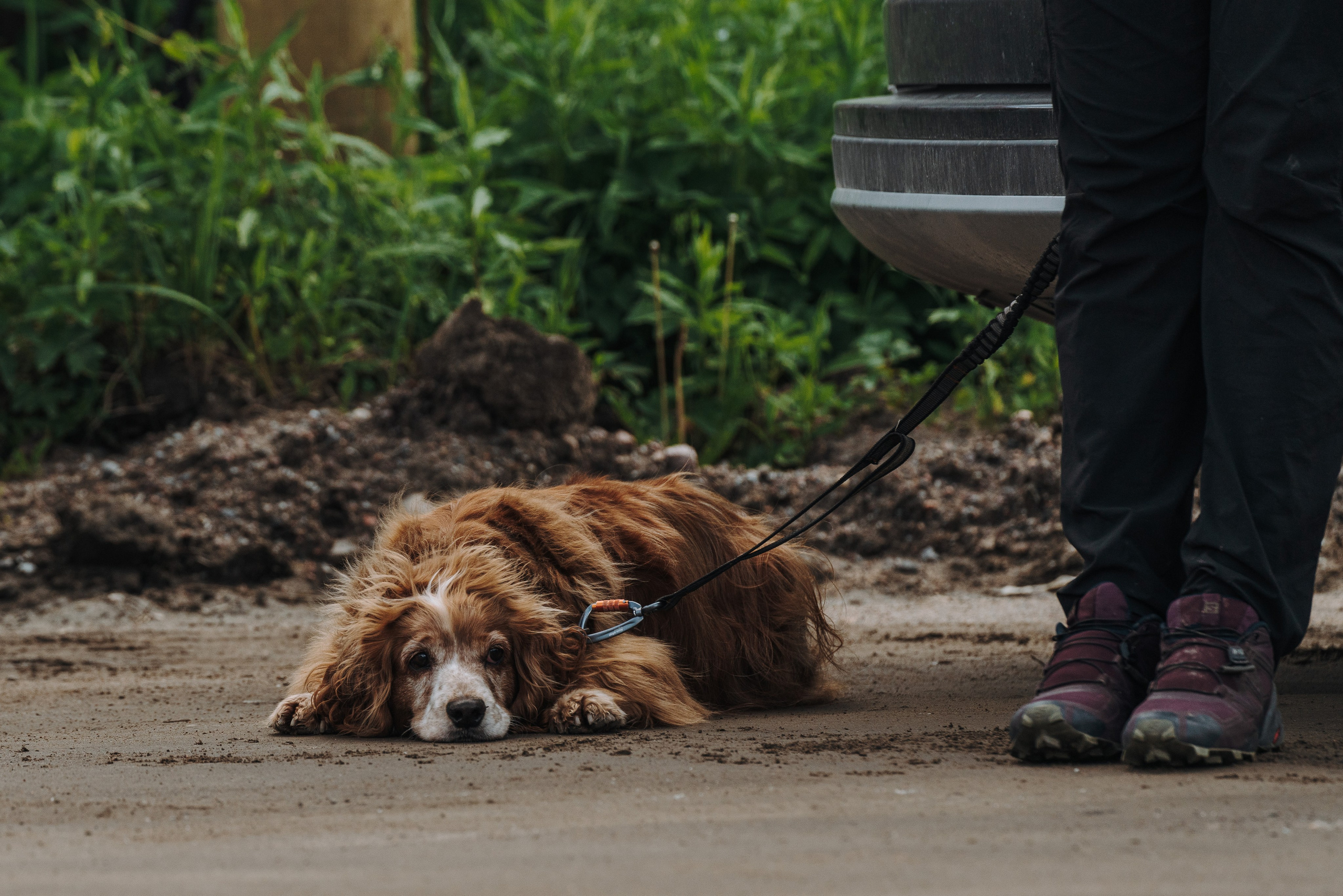 Соревнования по ноузворку. Фотограф анималист в Спб недорого Олеся Майорова