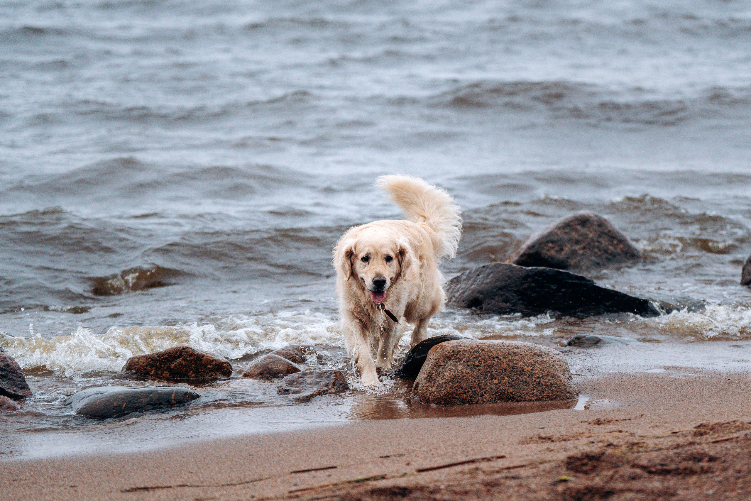 Асти, Крис и Александра. Фотограф анималист в Спб недорого Олеся Майорова