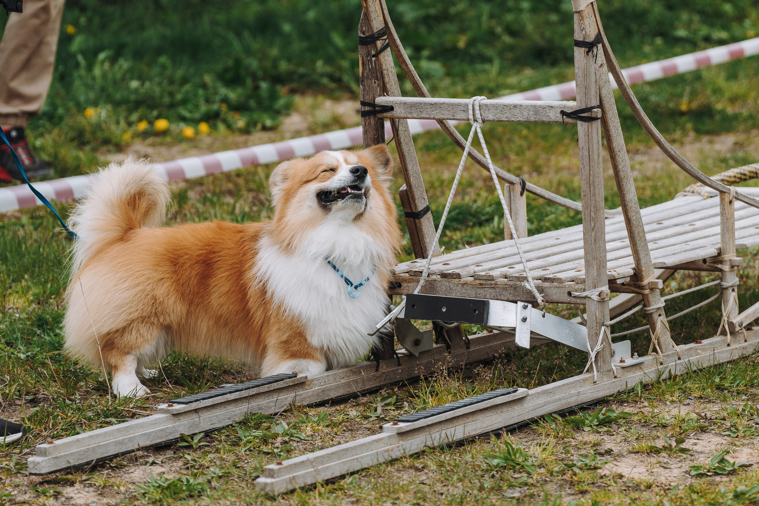 Соревнования по ноузворку в Лосево. Фотограф анималист в Спб недорого Олеся Майорова