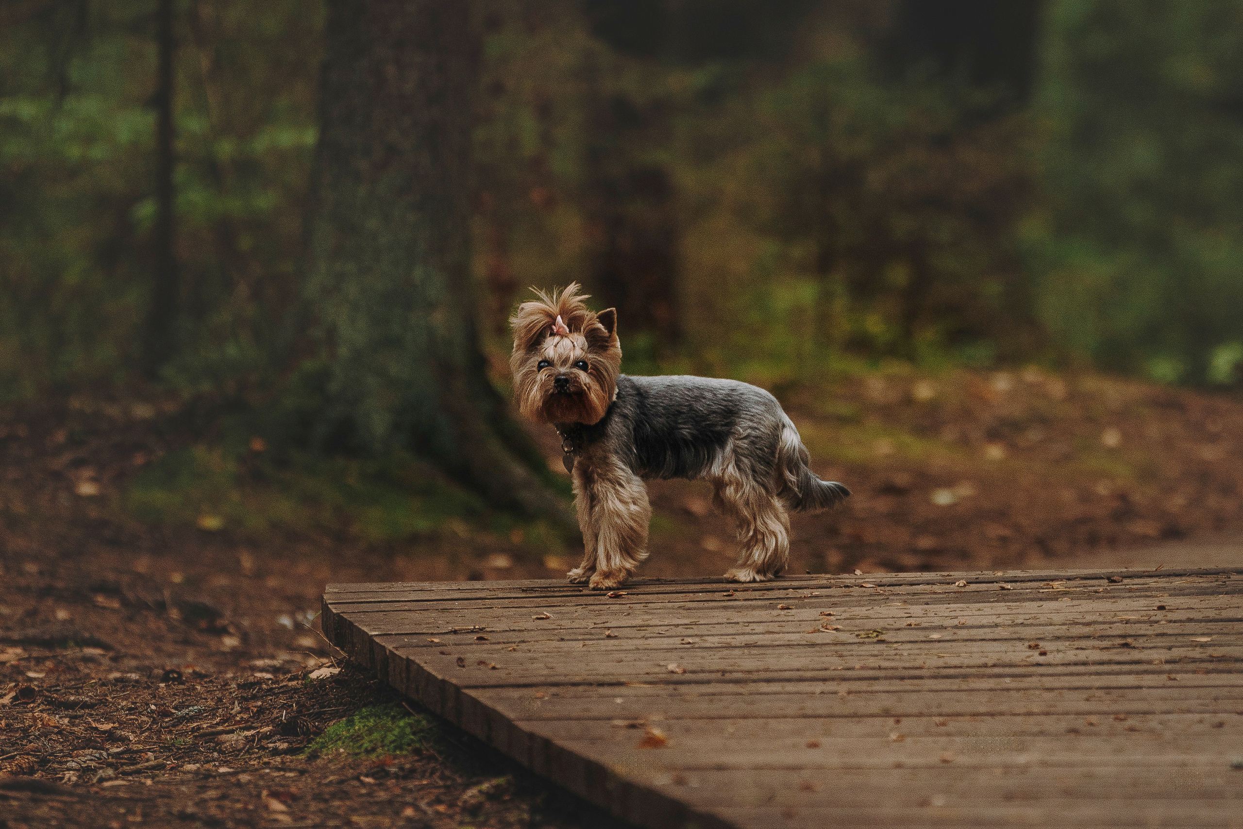 Евгения и Маруся. Фотограф анималист в Спб недорого Олеся Майорова