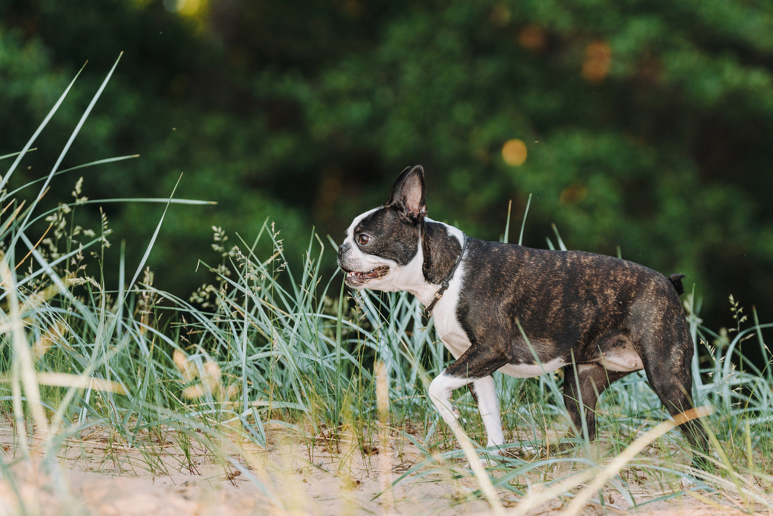 Анаита и Дора. Фотограф анималист в Спб недорого Олеся Майорова