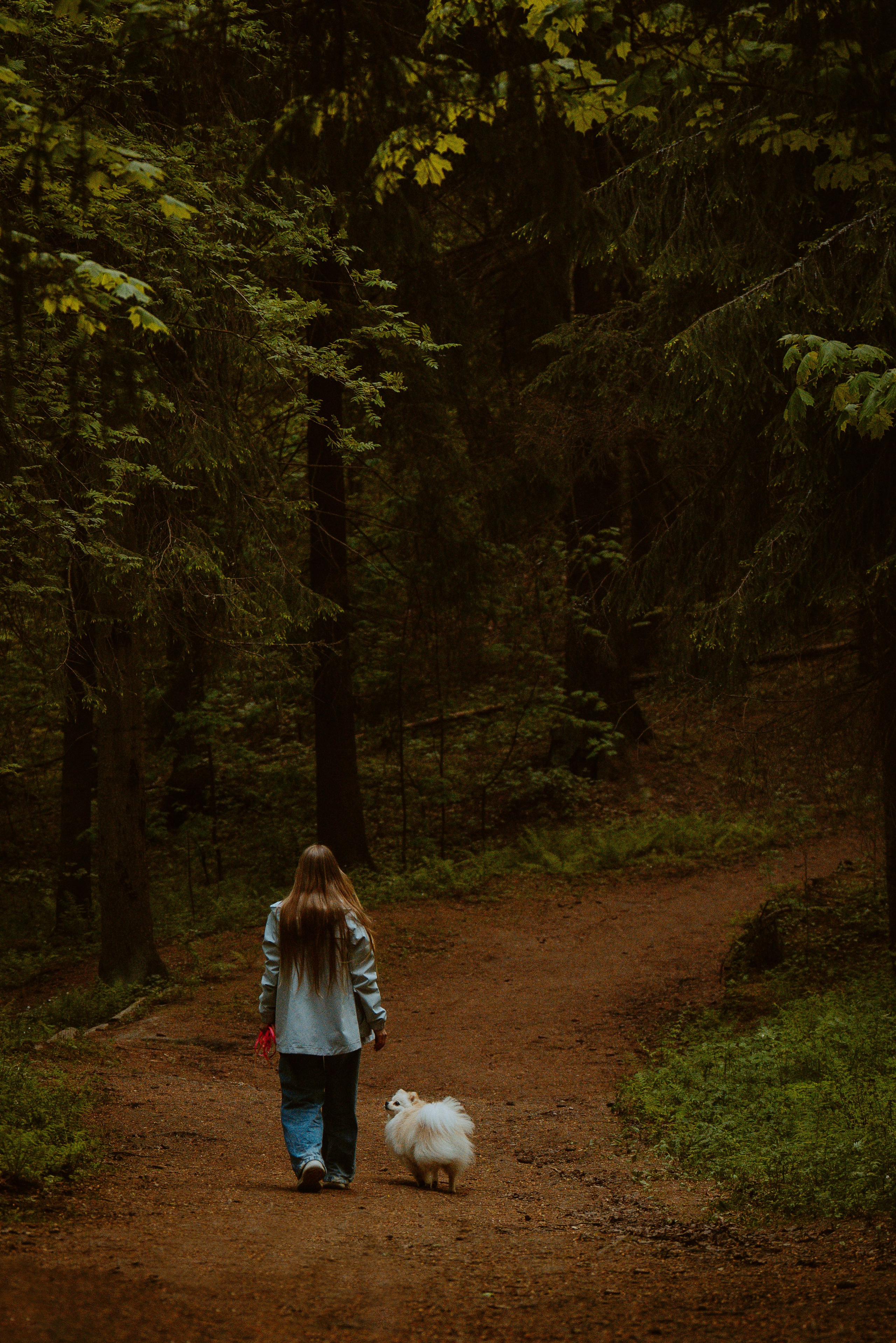 Фотосессия с собачкой в лесу. Фотограф анималист в Спб недорого Олеся Майорова