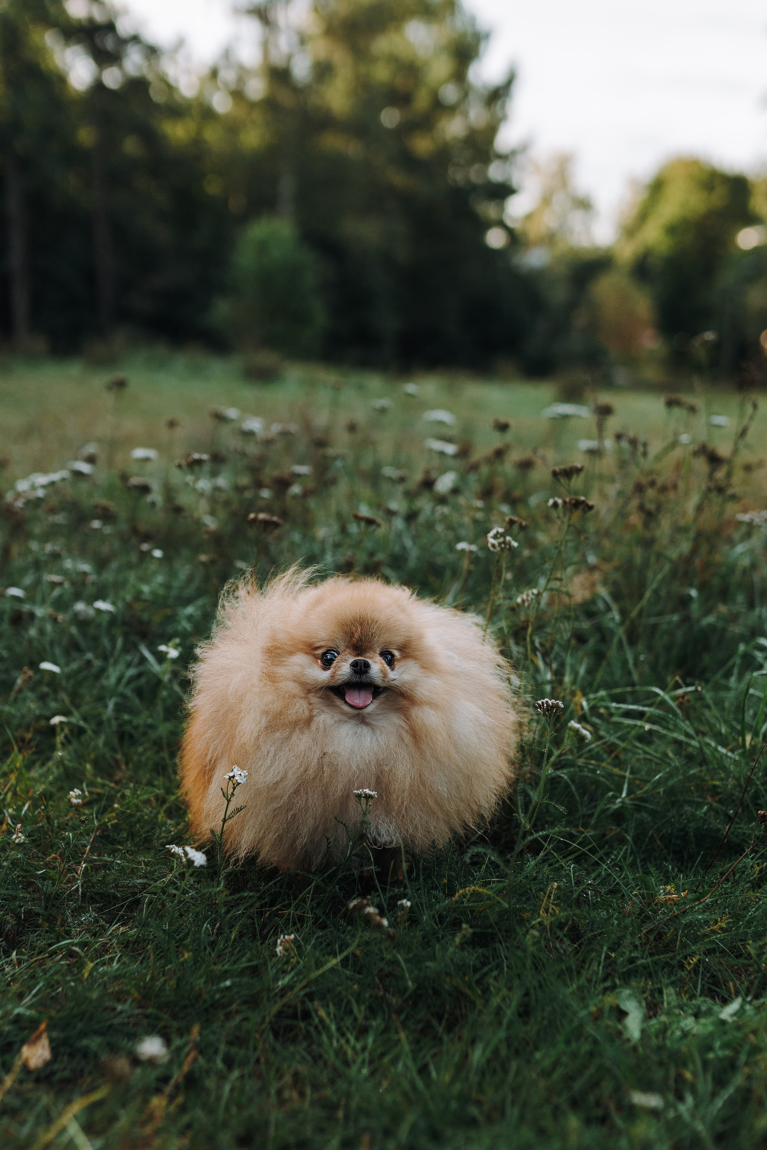 Наталья и Софа. Фотограф анималист в Спб недорого Олеся Майорова