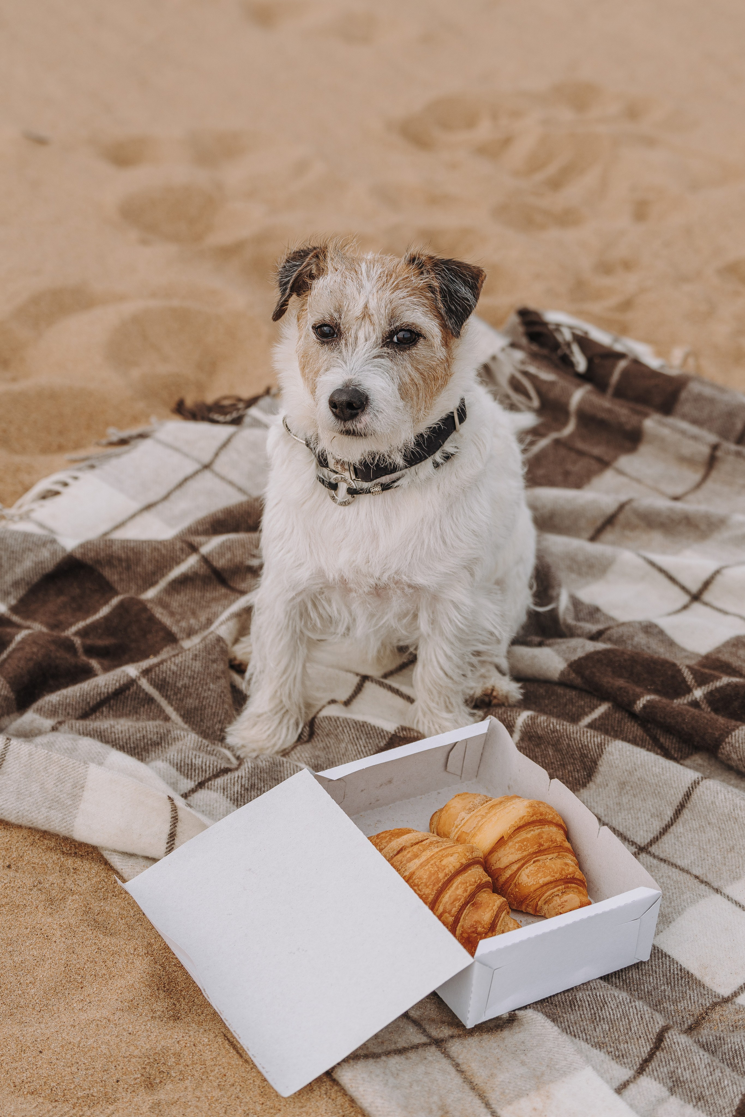 Оля, Ларс и Лукас. Фотограф анималист в Спб недорого Олеся Майорова