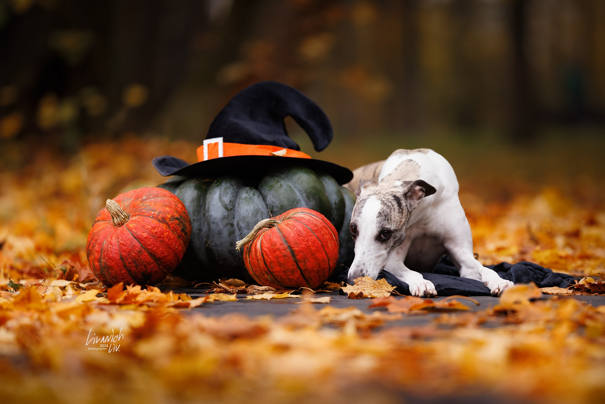 Частные съёмки. Фотограф для вашей собаки