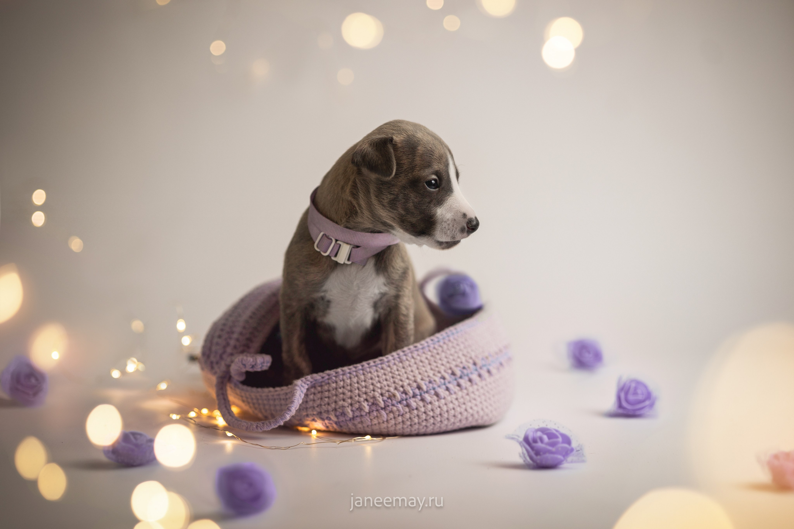 Малыши уиппеты Великбековых. Фотограф анималист в Москве Майорова Евгения