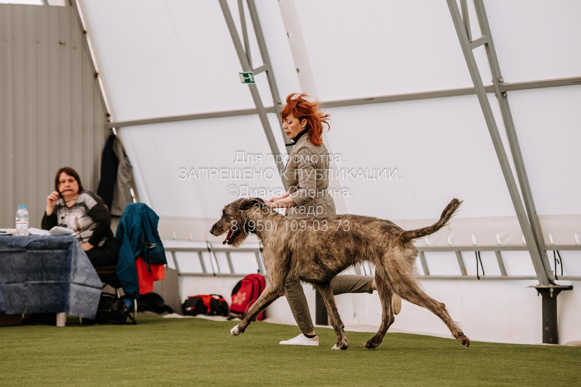 Выставка собак Красноярск 2.06. Фотограф Диана Оленина Красноярск / Братск