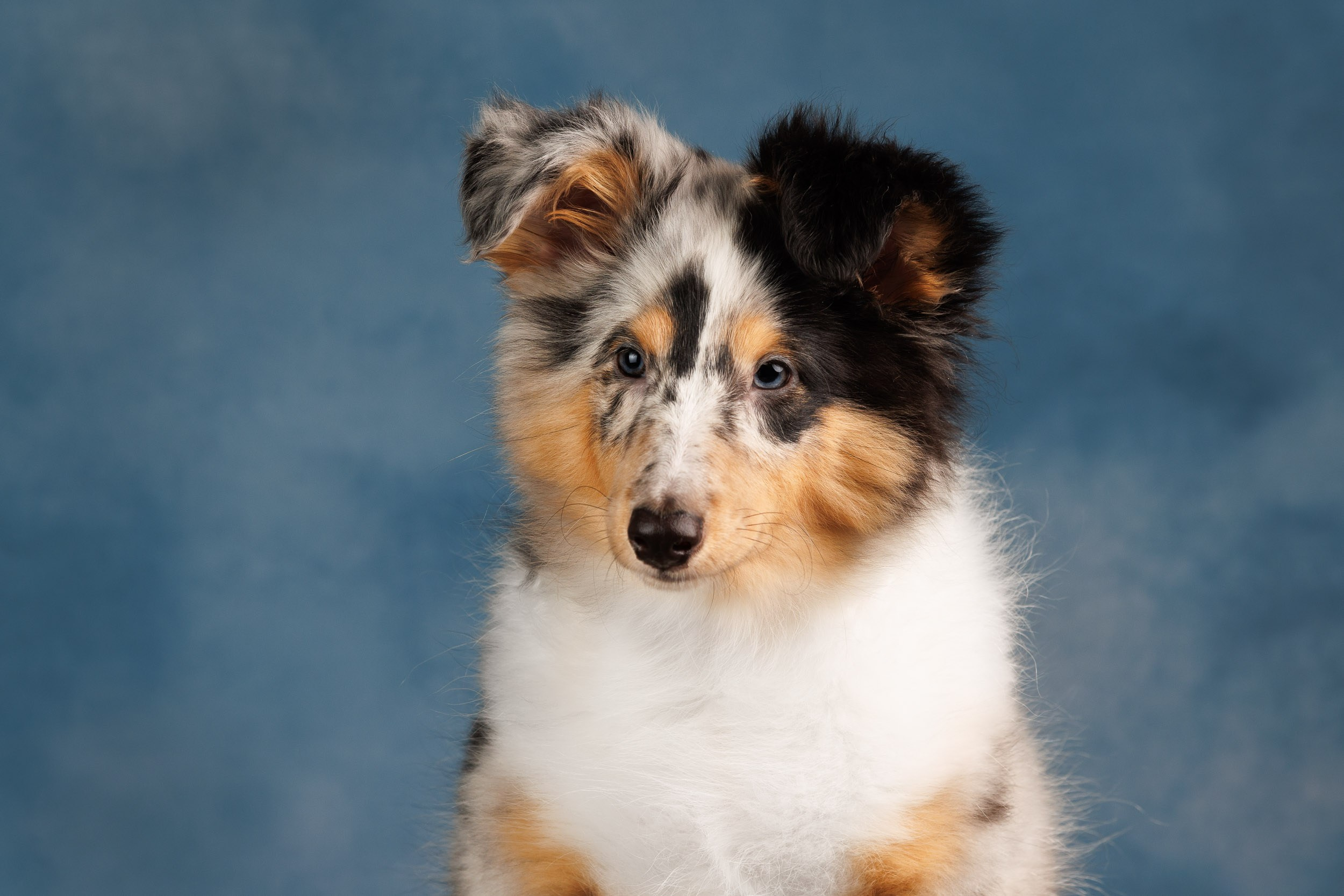 Шелтята Пушкино. Фотограф-анималист в Москве и Московской области Татьяна Фролова