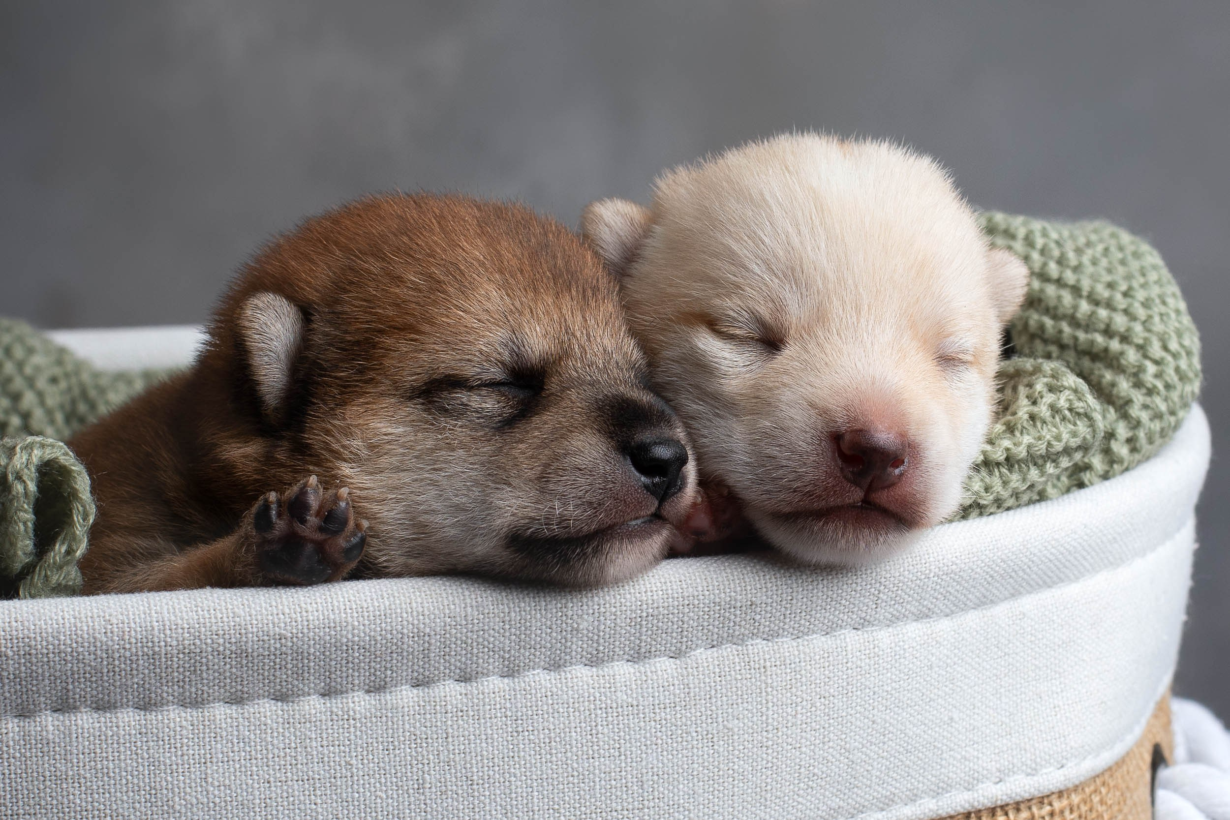 Двойняшки- фото щенков. Фотограф-анималист в Москве и Московской области Татьяна Фролова