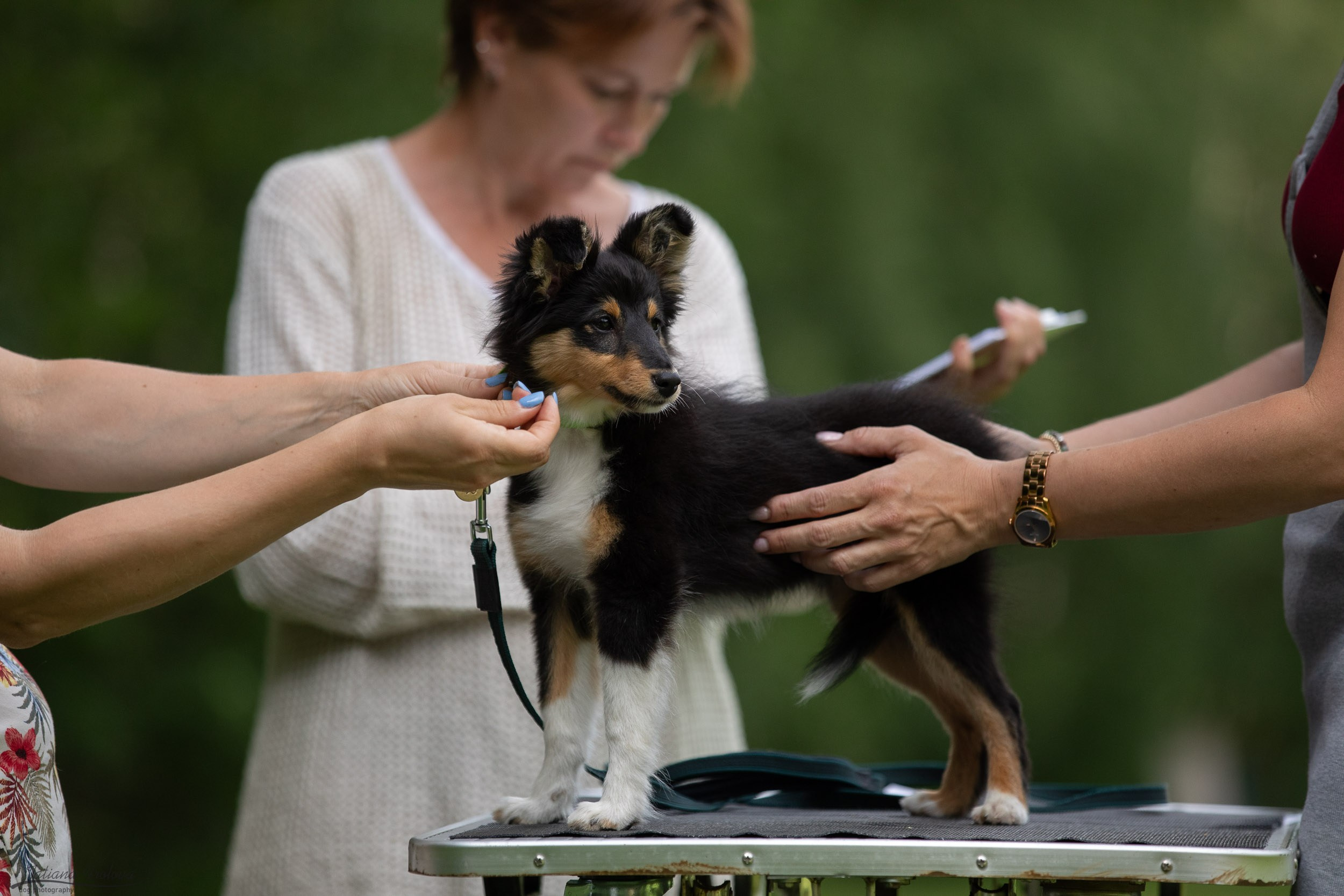 Репортаж с выводки молодняка колли/шелти в Ясенево. Фотограф-анималист в Москве и Московской области Татьяна Фролова