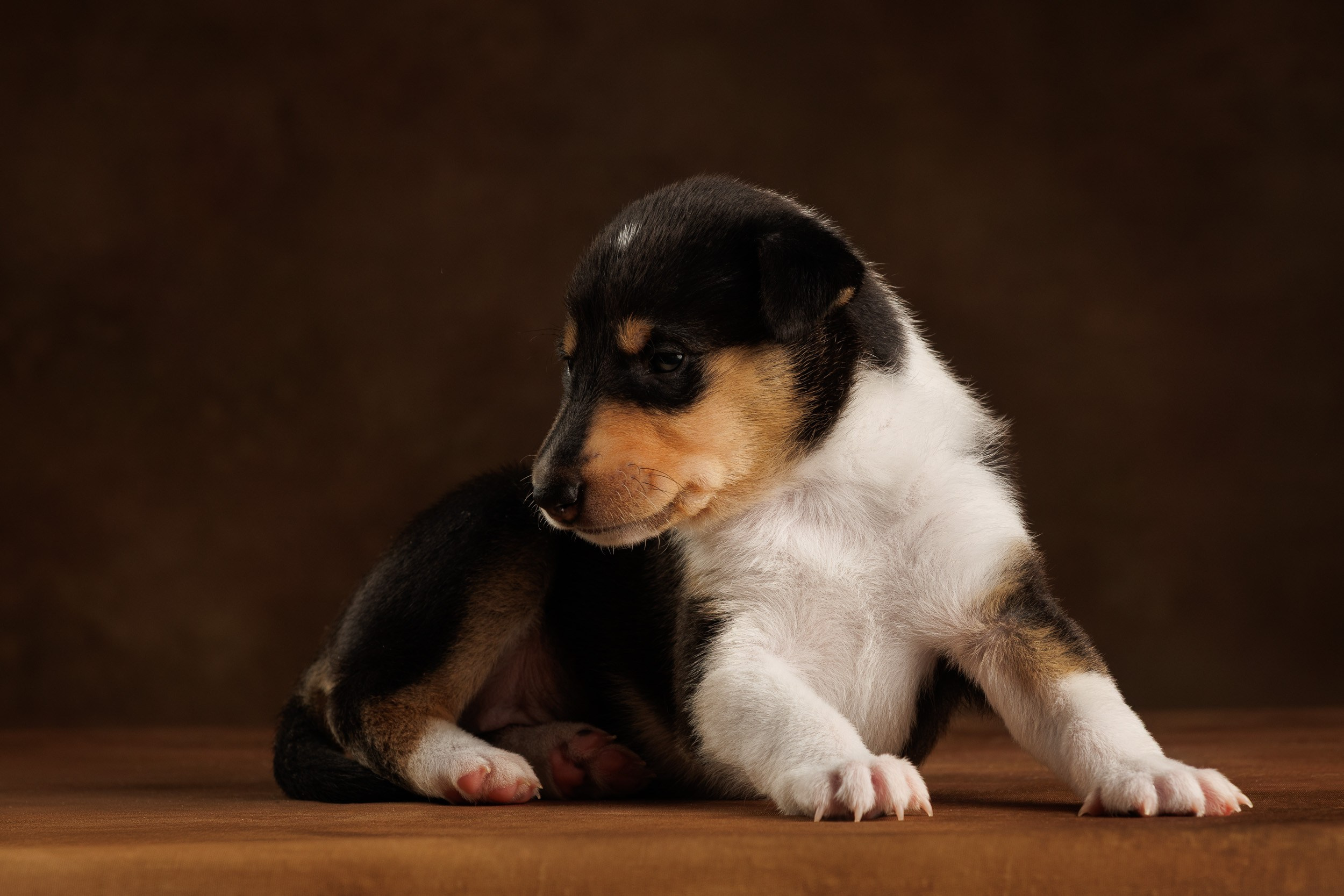 Триколор на коричневом. Фотограф-анималист в Москве и Московской области Татьяна Фролова