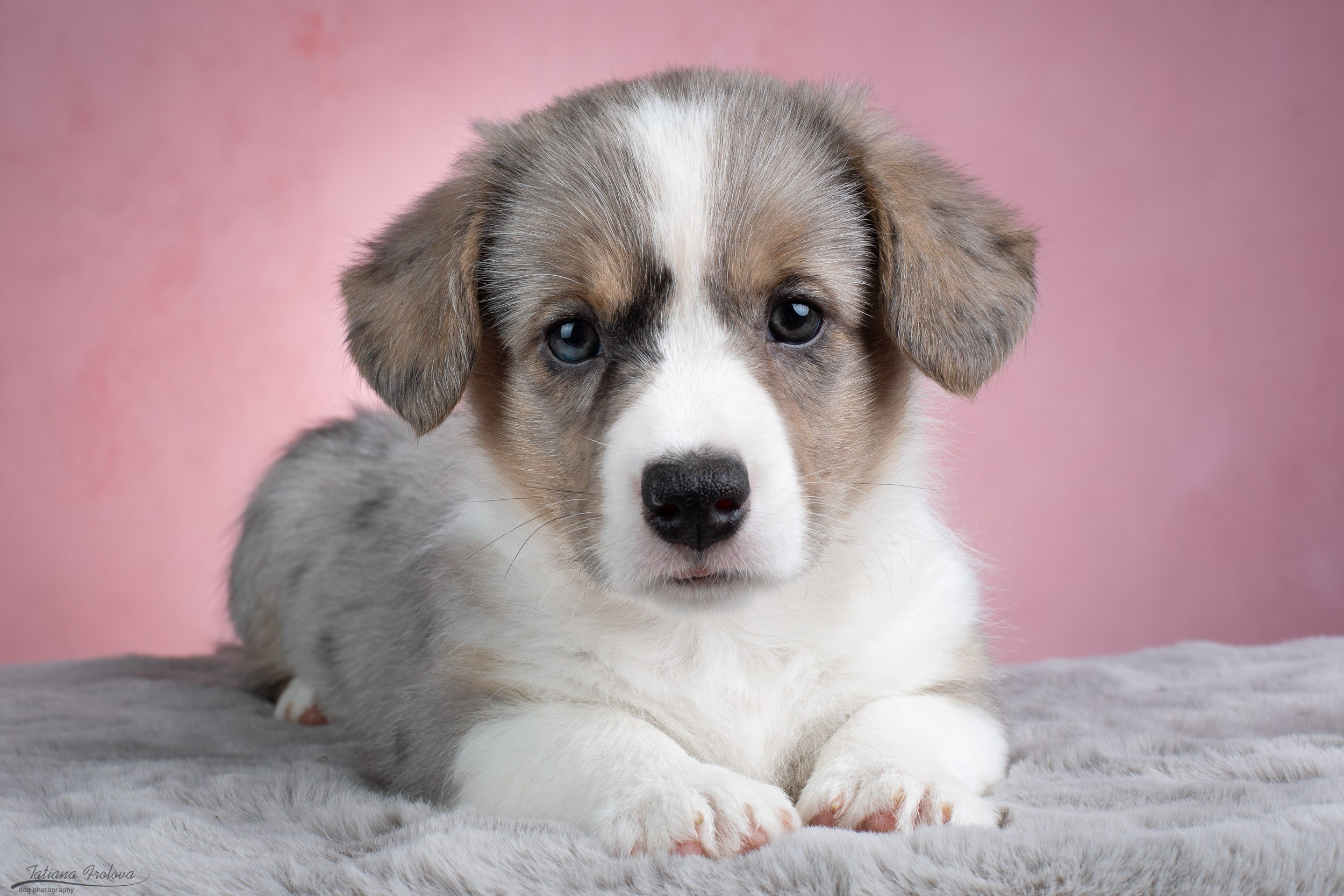 Съемка щенков на розовом фоне. Фотограф-анималист в Москве и Московской области Татьяна Фролова