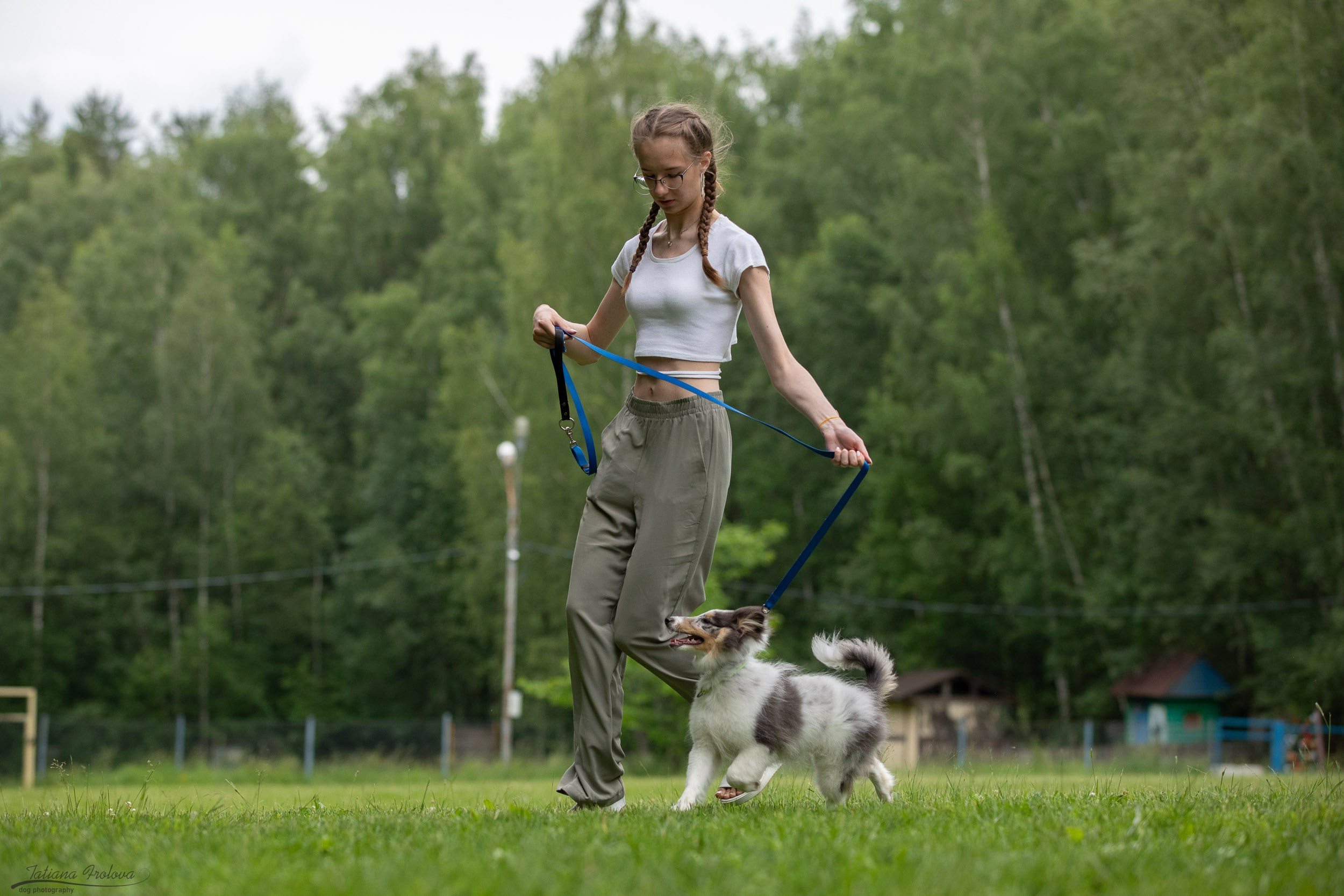Репортаж с выводки молодняка колли/шелти в Ясенево. Фотограф-анималист в Москве и Московской области Татьяна Фролова