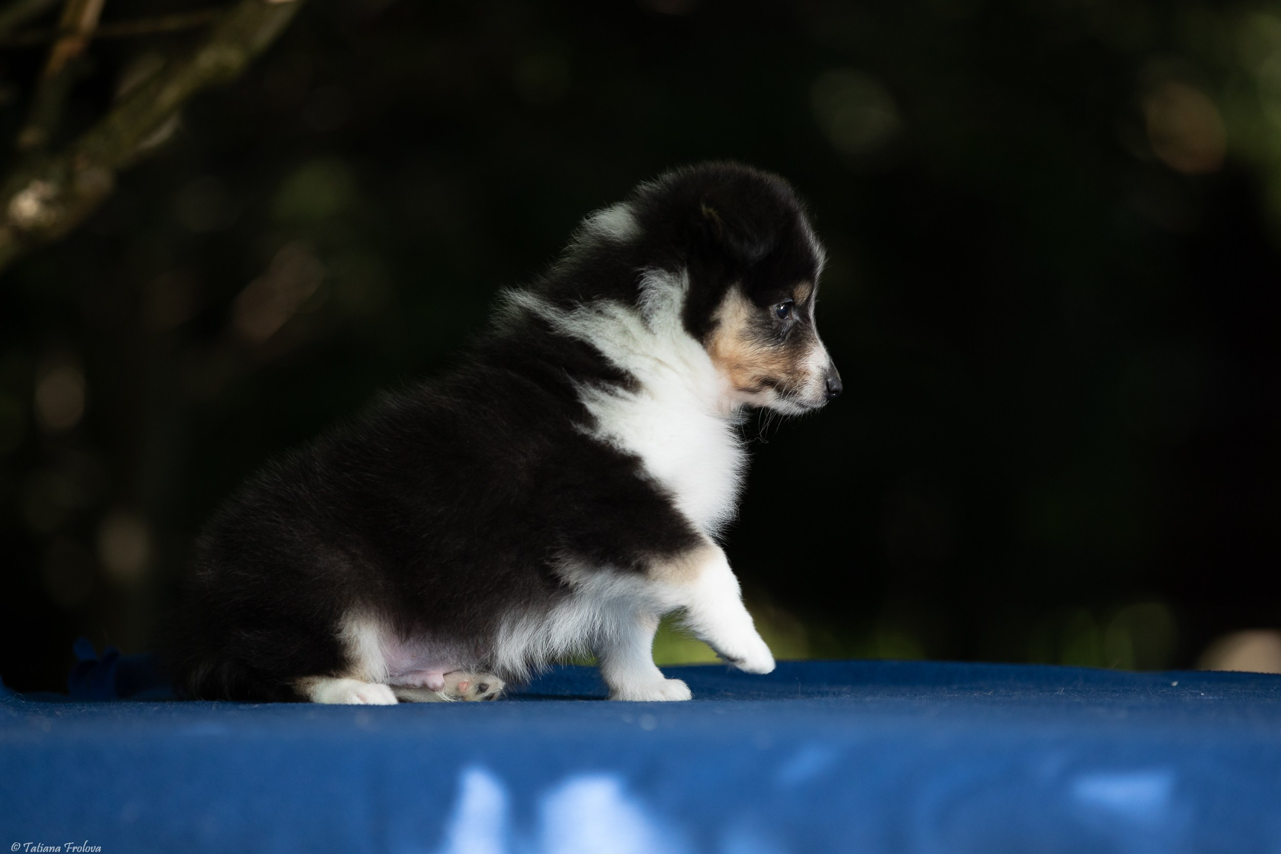 Фото помета щенков для продажи. Фотограф-анималист в Москве и Московской области Татьяна Фролова