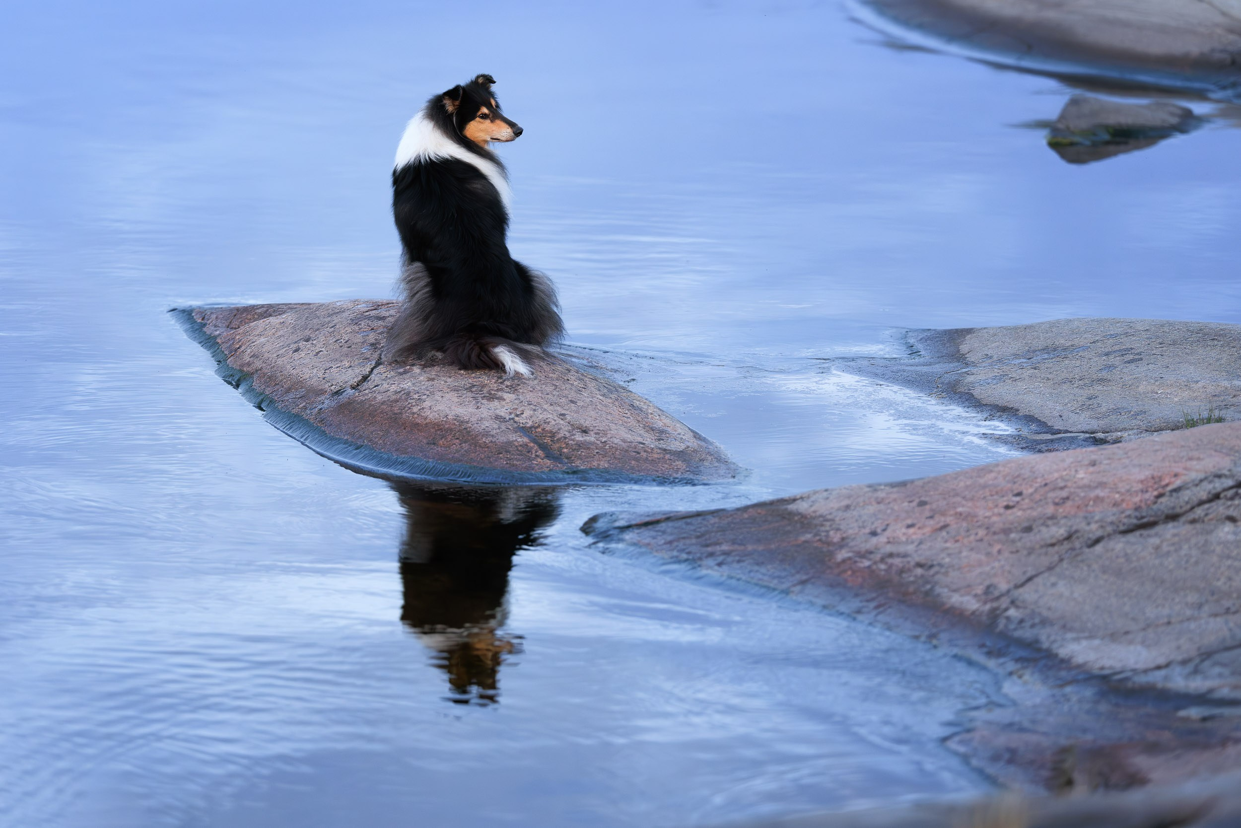 Фотограф-анималист в Москве и Московской области Татьяна Фролова