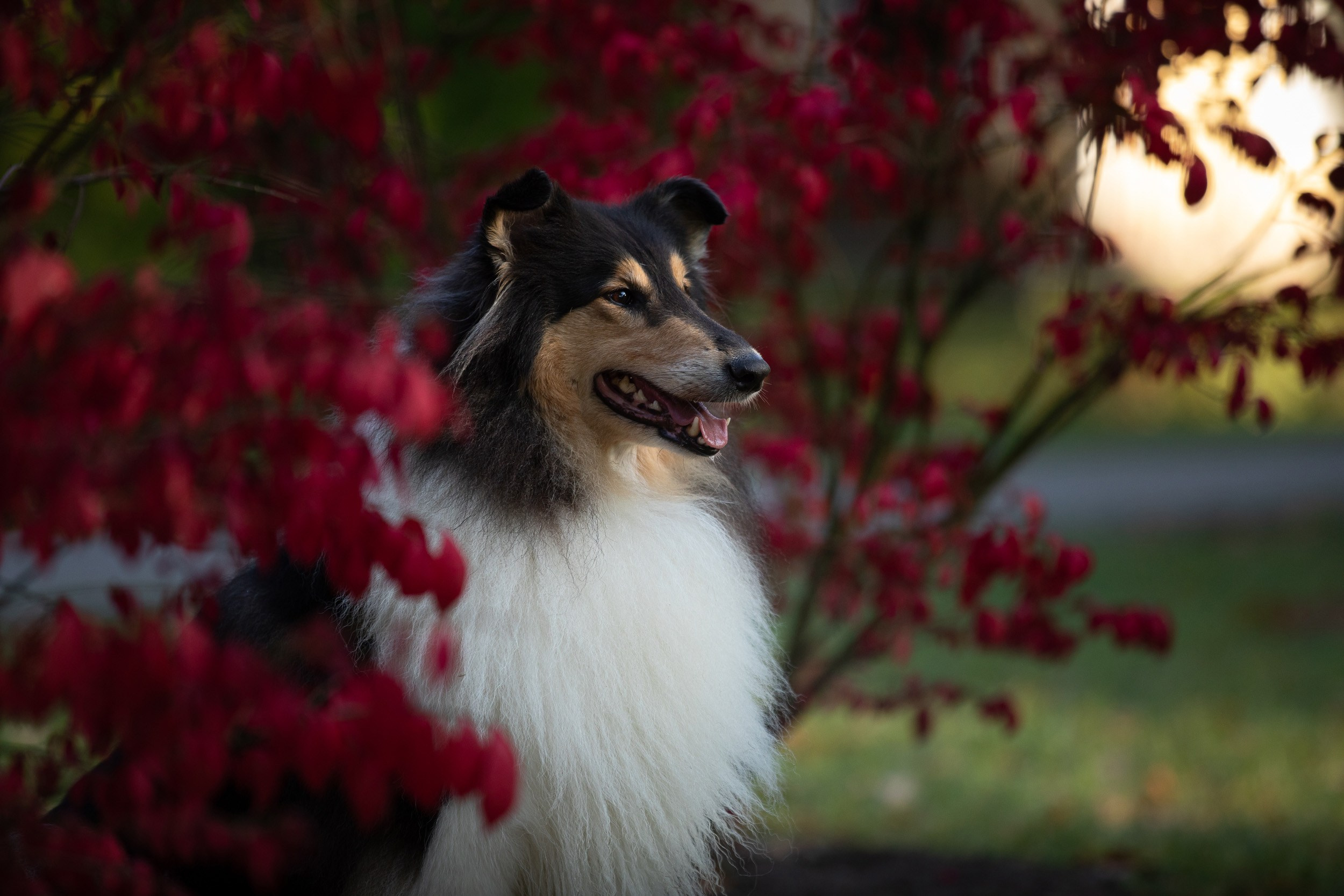Съемка с питомцем на рассвете в Москве. Фотограф-анималист в Москве и Московской области Татьяна Фролова