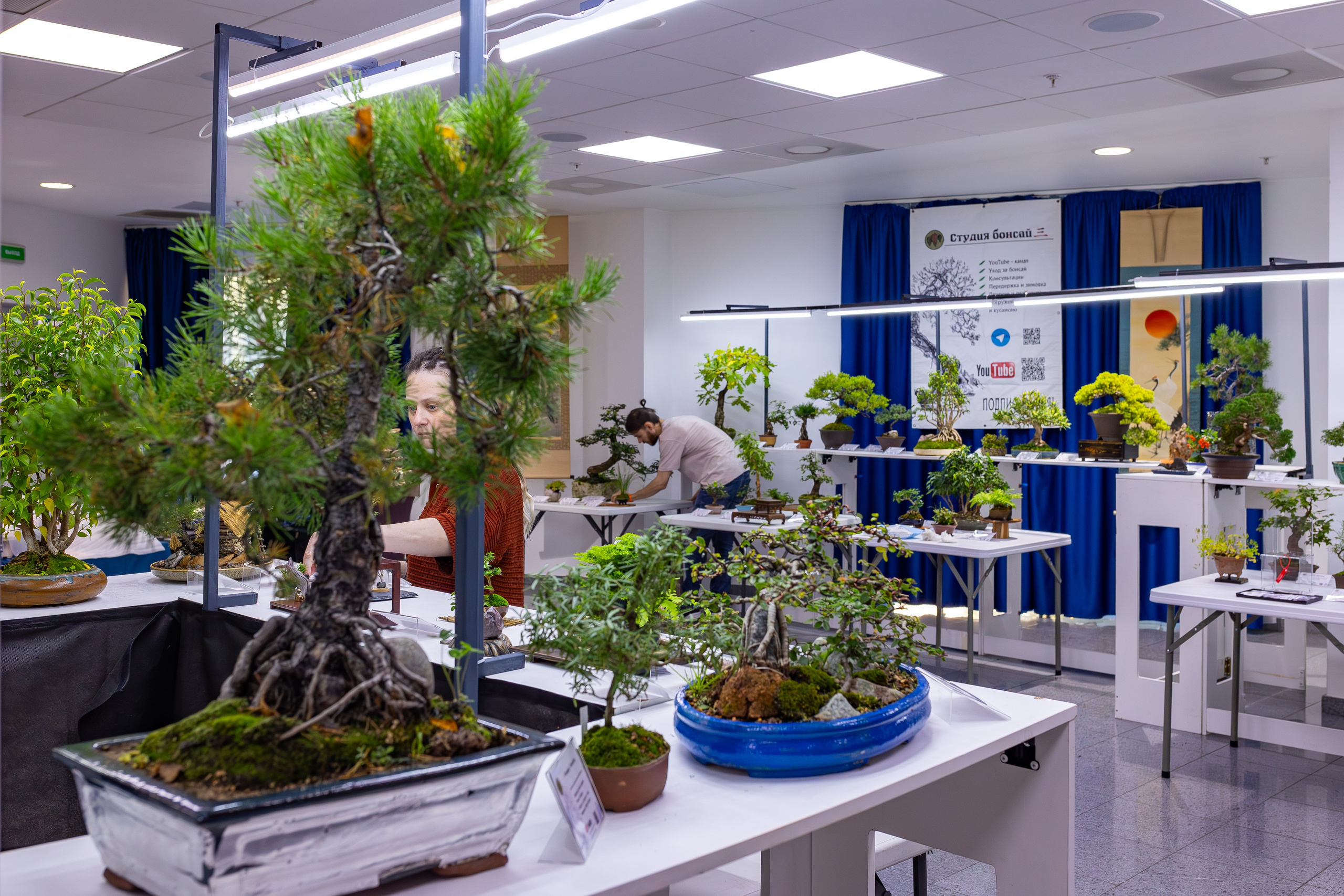 Орхидиум сентябрь 2025. Александра Куликова фотограф, Москва