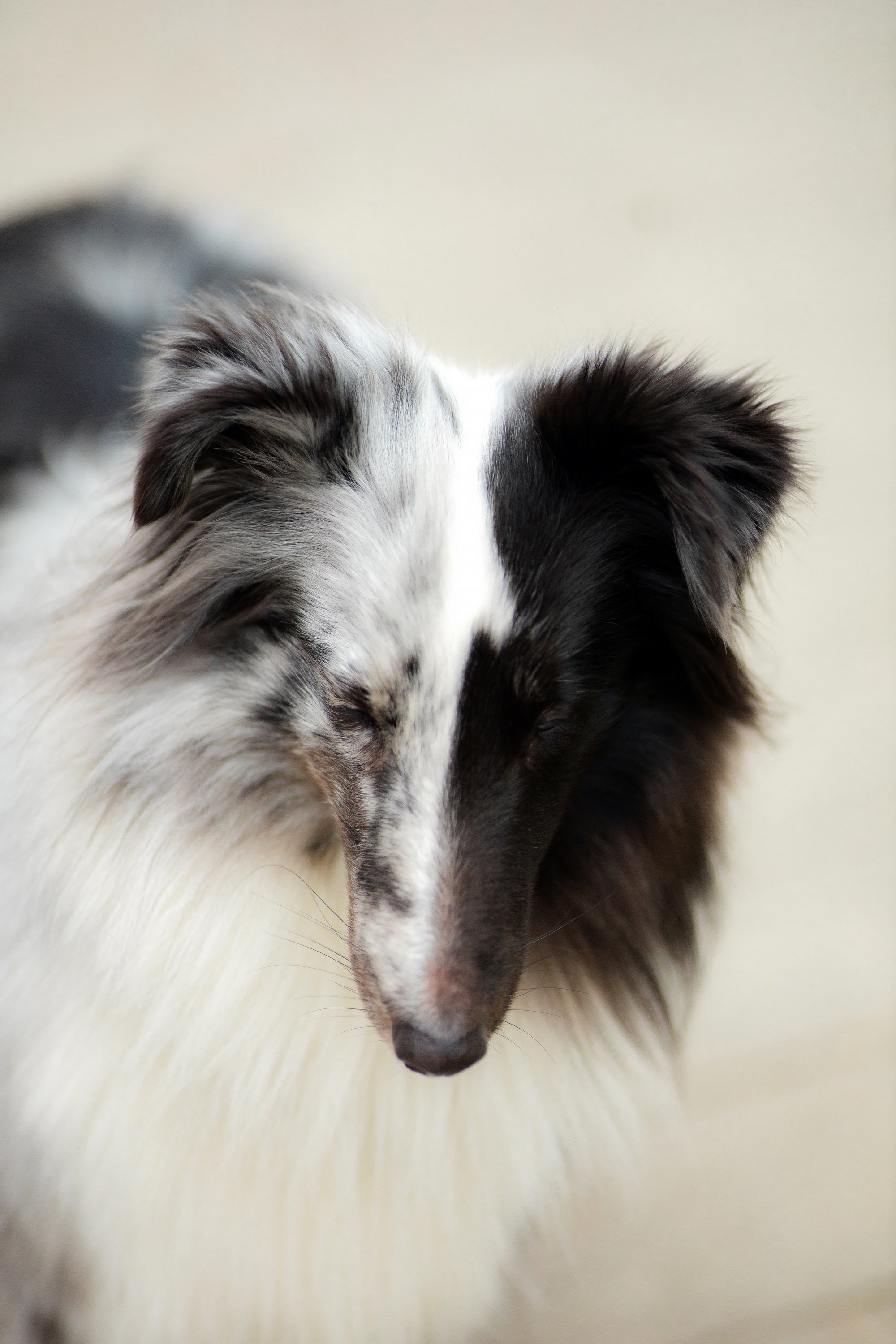 Шелти Встреча. Художник и Фотограф Тимохина Юлия