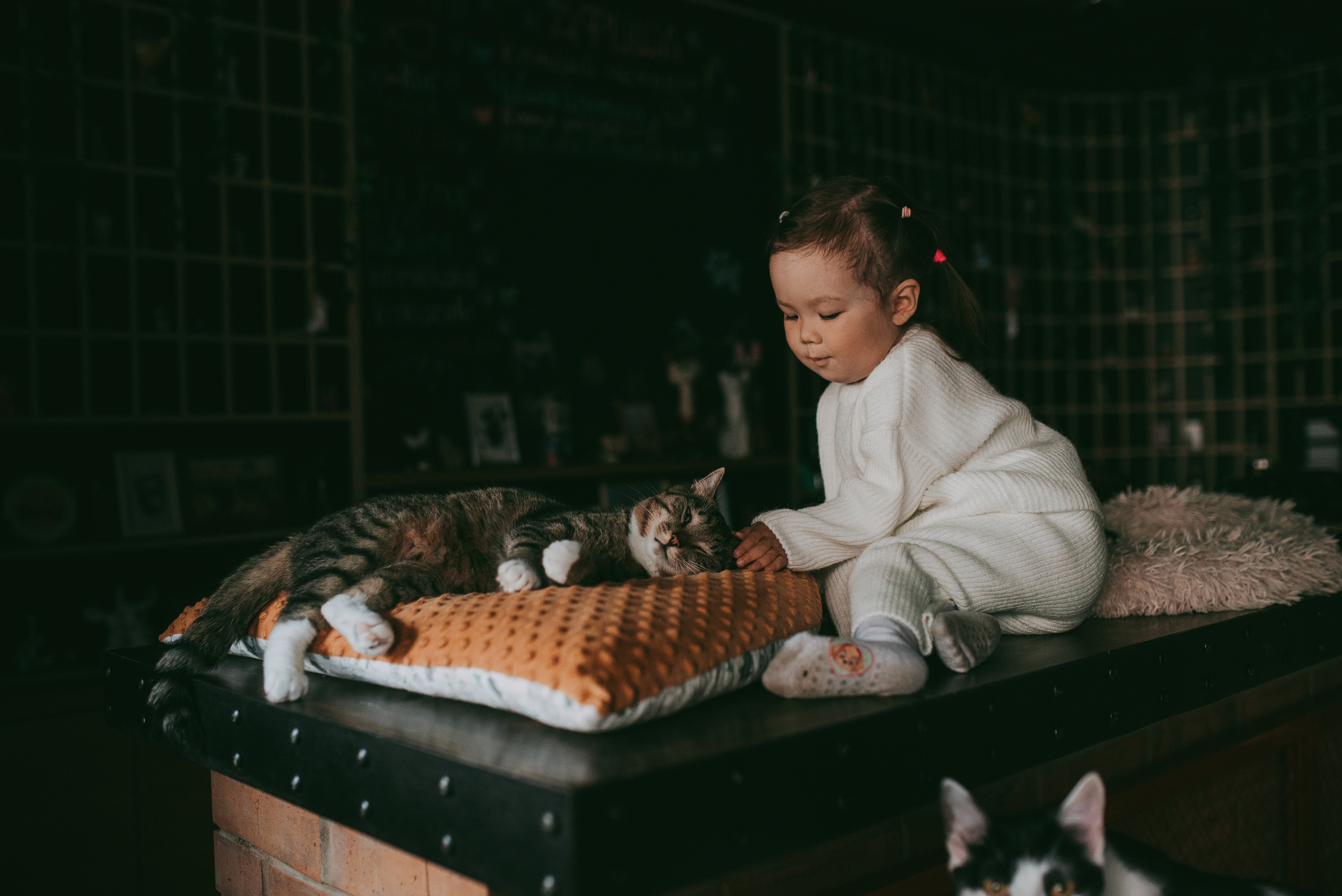 В гостях у котиков. Семейный и детский фотограф в Новосибирске и Краснообске — Анна Ким