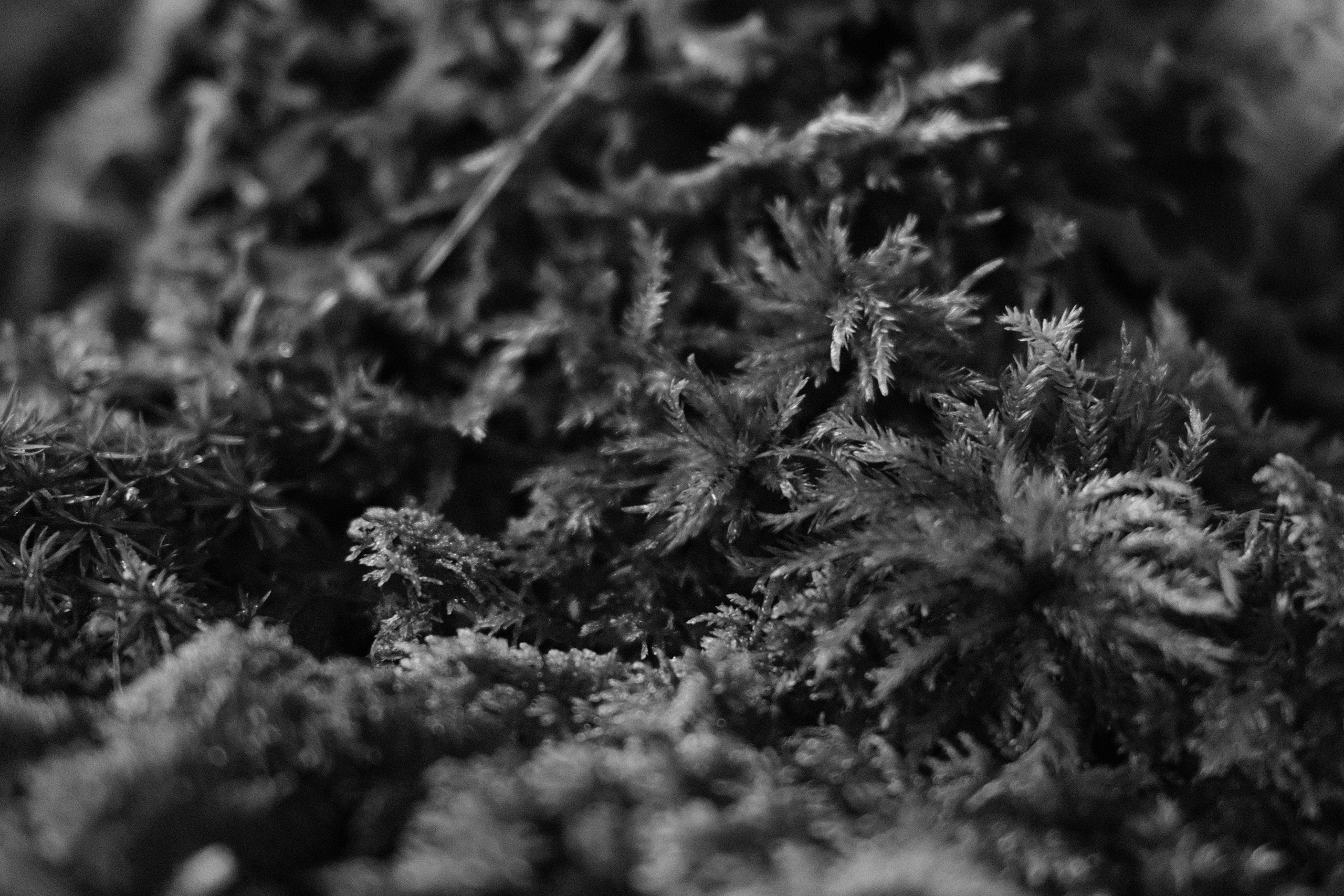 Аптекарский огород. Профессиональный фотограф в Москве Захар Ишутин