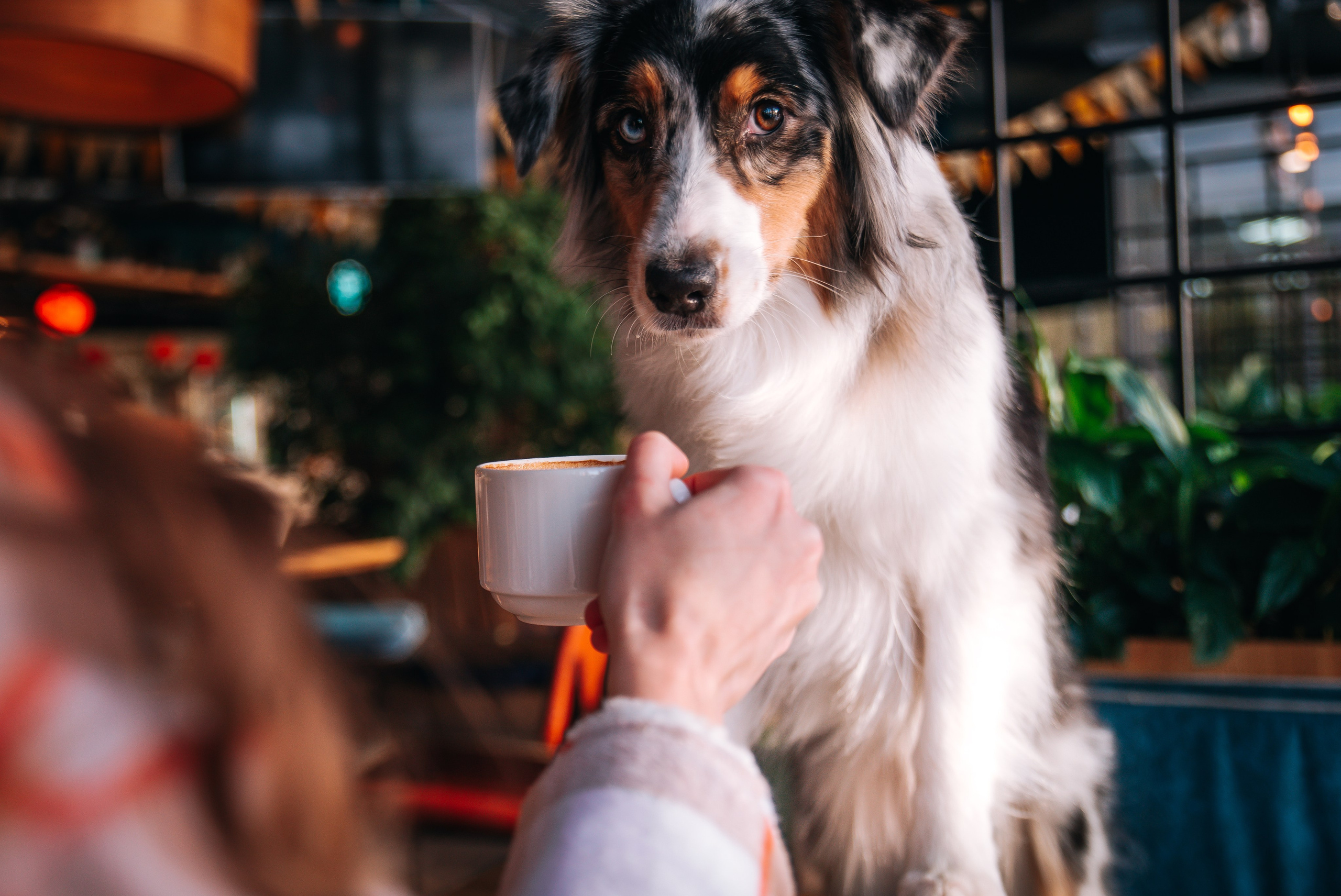 Лиза и Харли в кафе. Главная