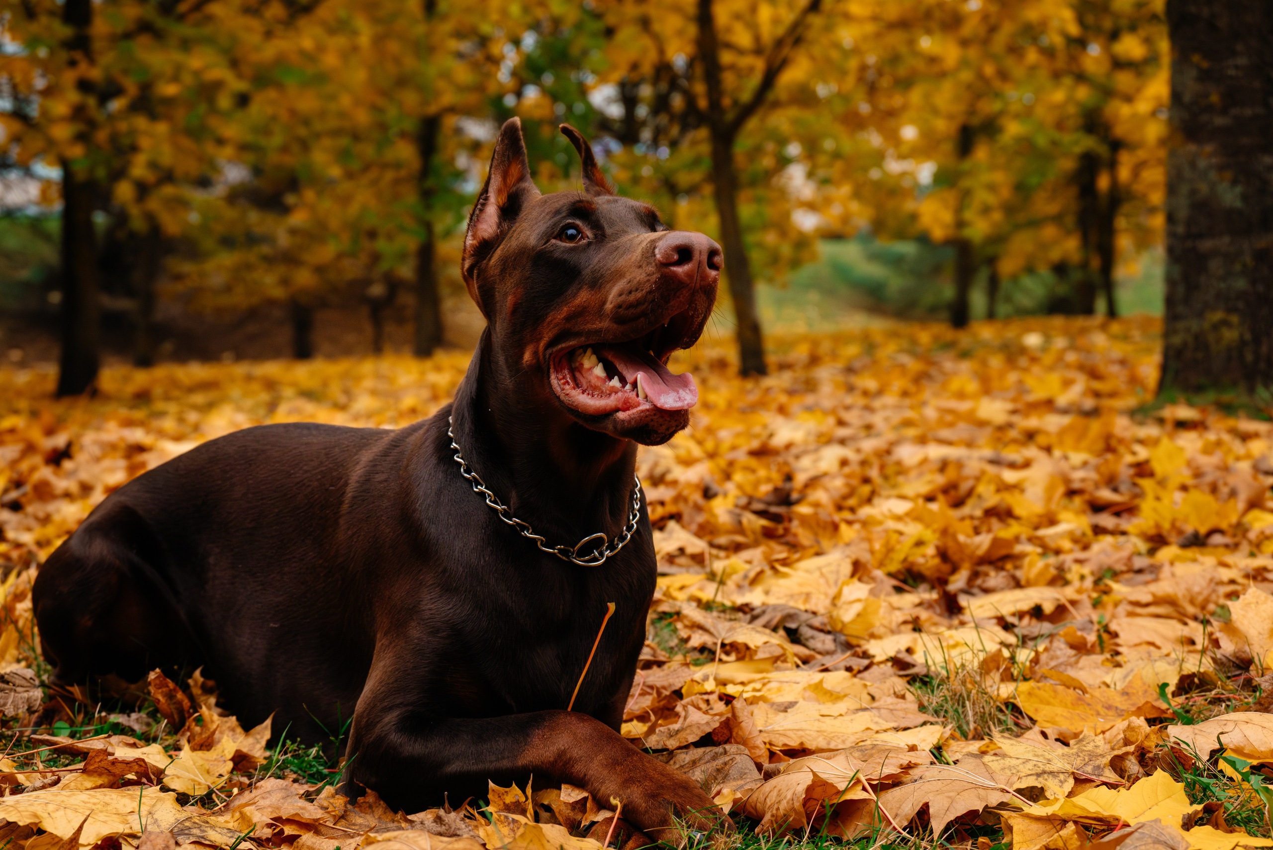 Семья Стенцель. Юлия Чайко, фотограф в Минске