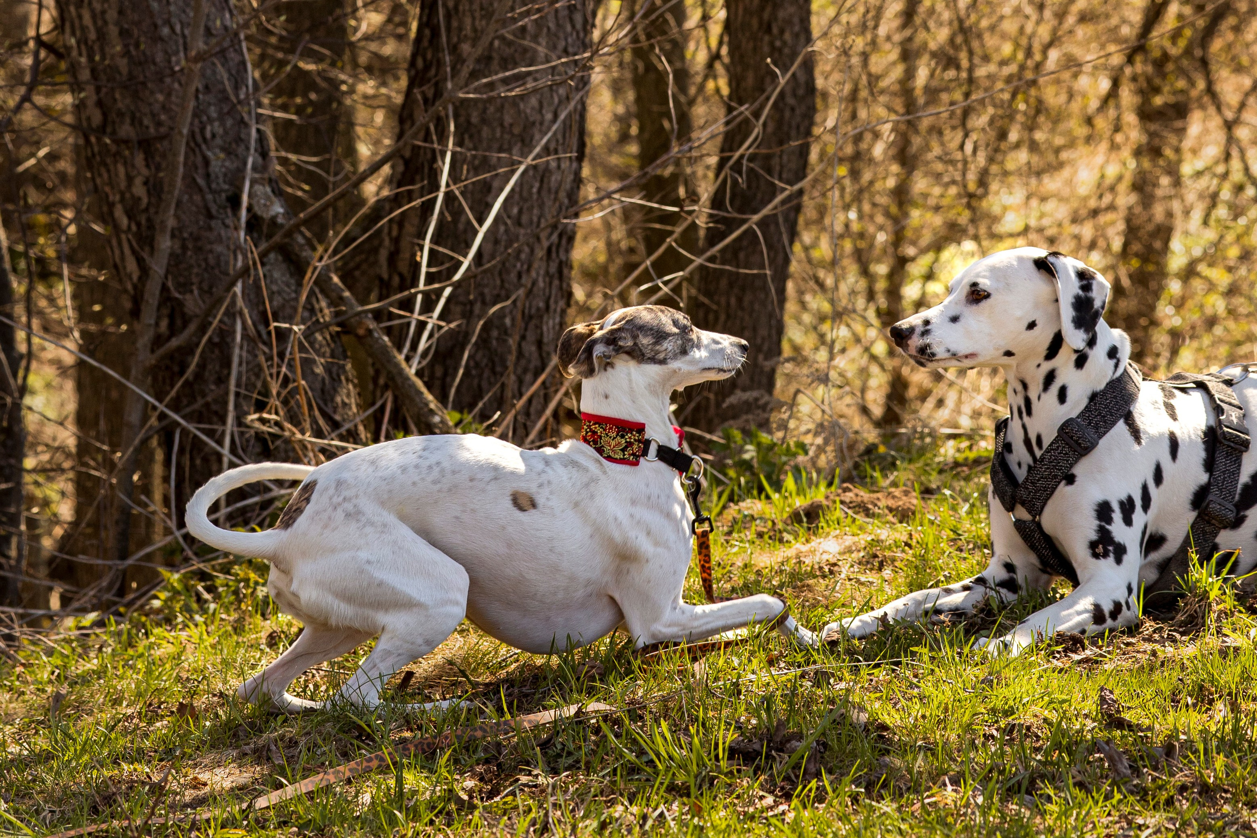 Смена в «DogCamp». Анастасия Белаш