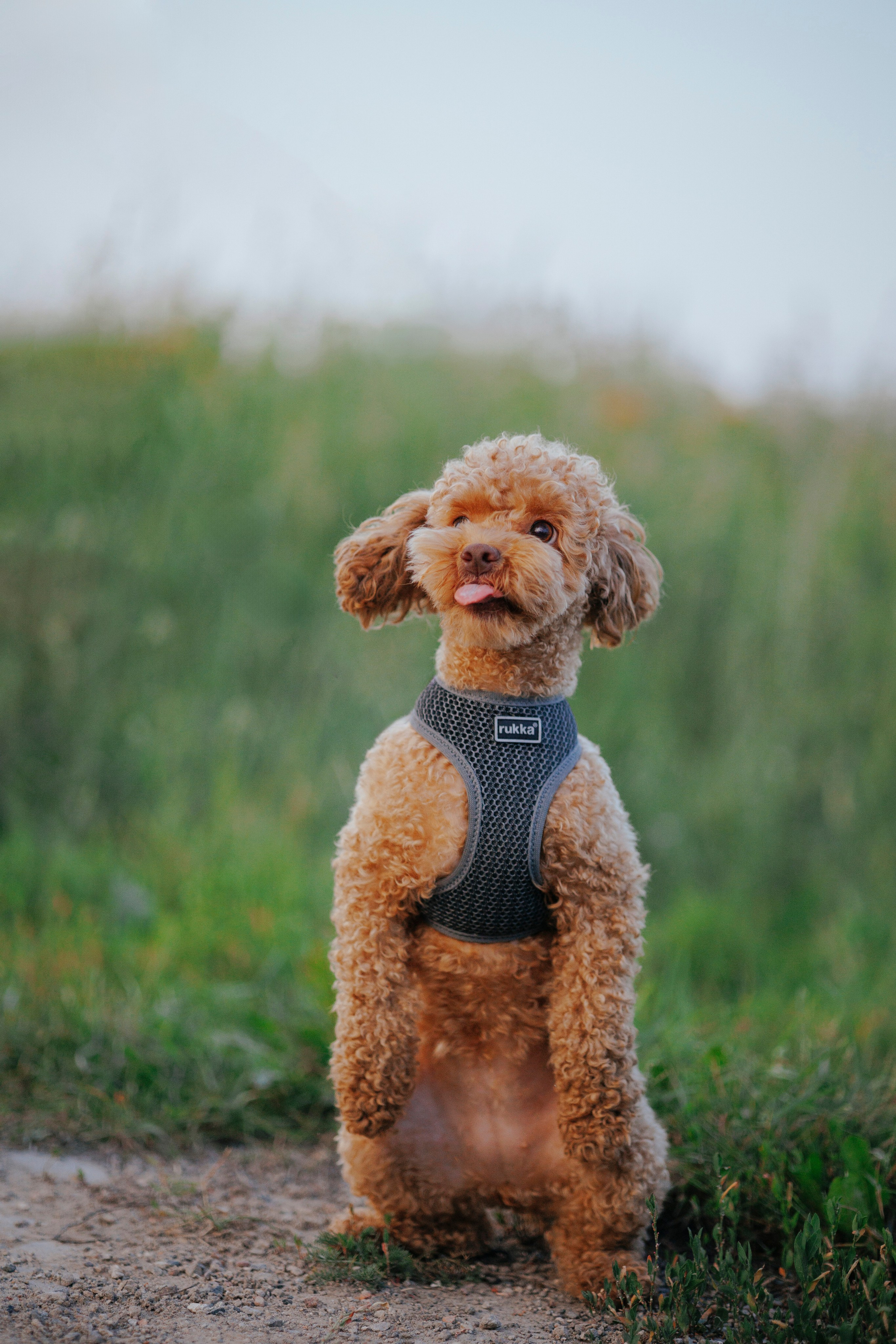 Съемка с собакой. Анастасия Белаш