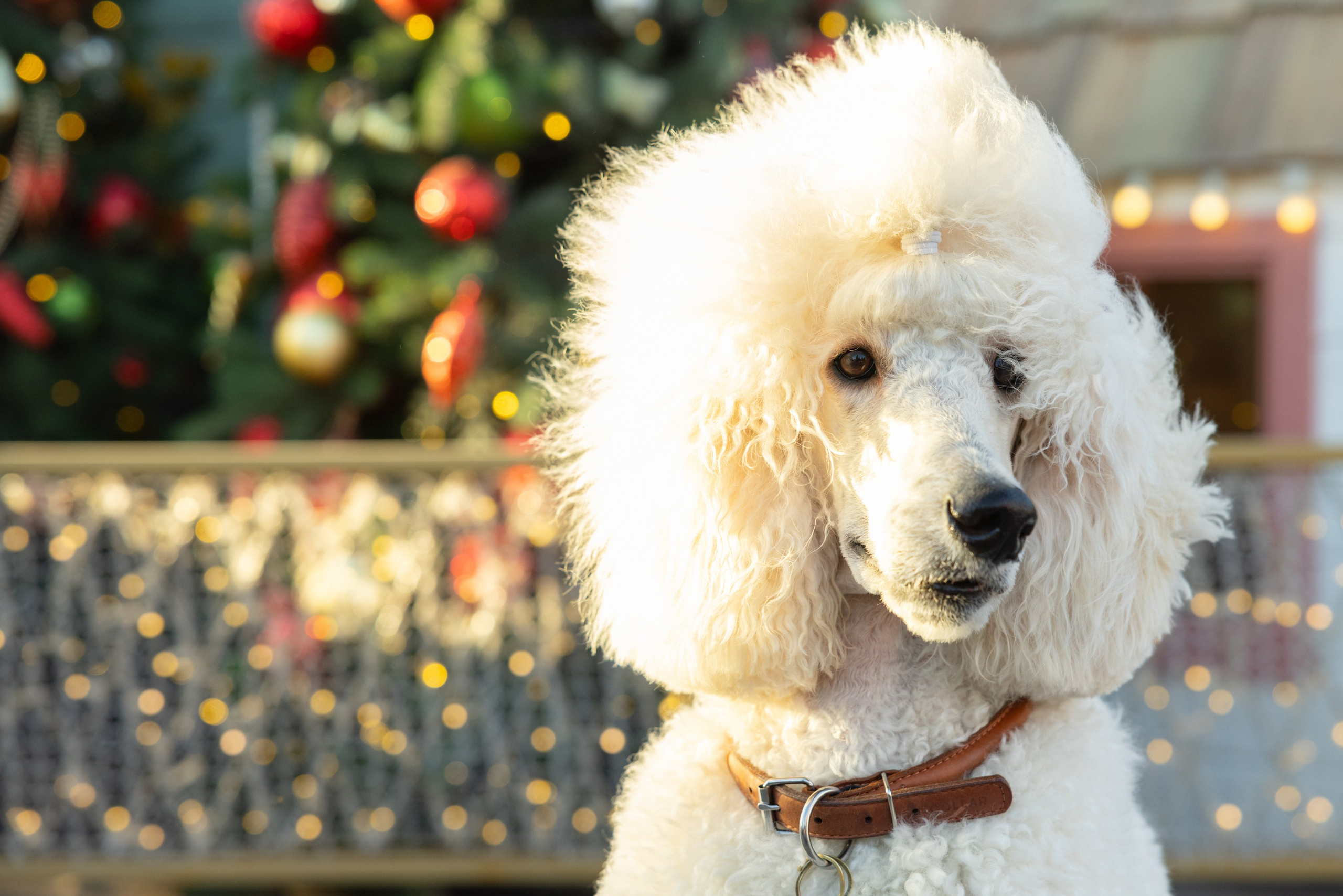 Клуб грумеров (прогулка и семинары). Виктория Зудина — фотограф в Москве