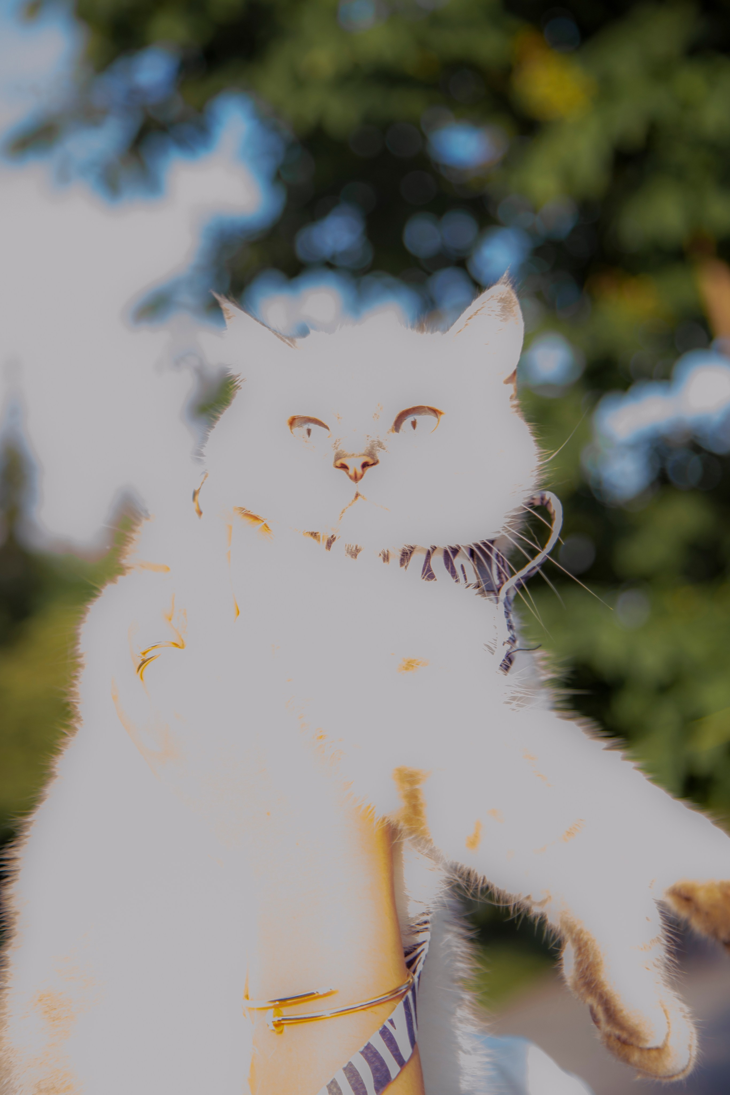 В моде тёплые коты. Репортажный и портретный фотограф Казань / Горячих Полина