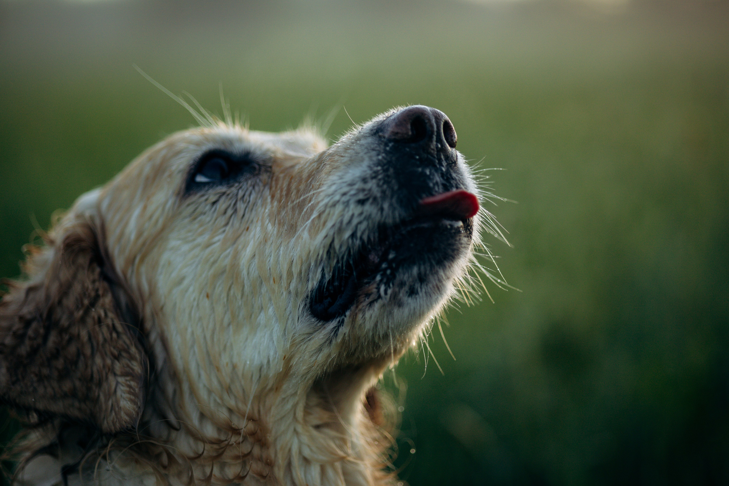Юля и Руби. Фотограф — Анималист | Санкт-Петербург