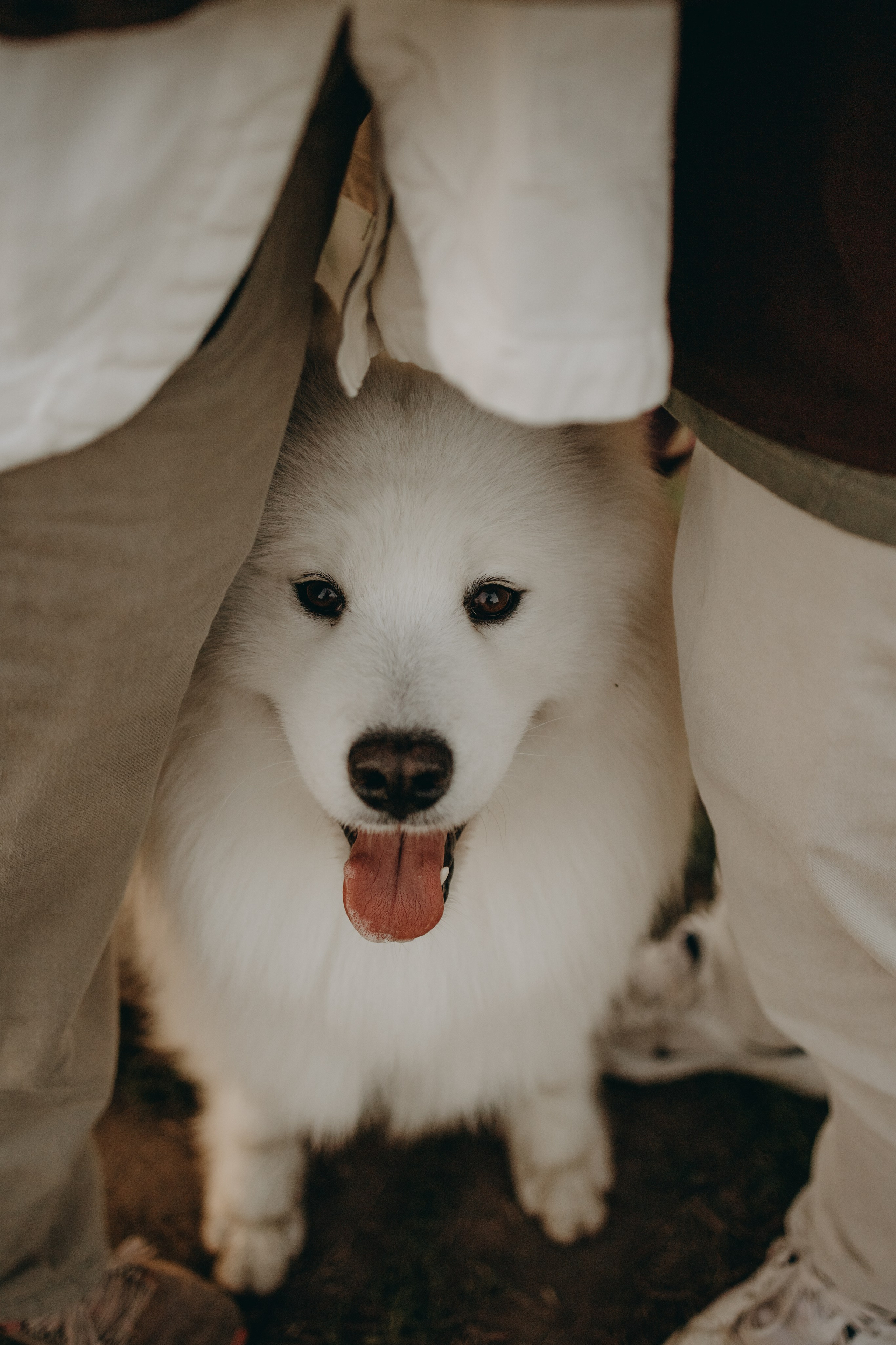 Танго и его семья. Фотограф — Анималист | Санкт-Петербург