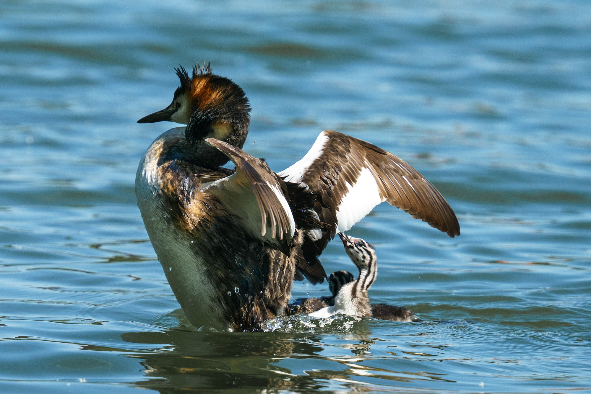 Удивительные мир птиц. Вокруг нас столько прекрасного — присмотритесь!. Ваш личный фотограф Марина Волкова