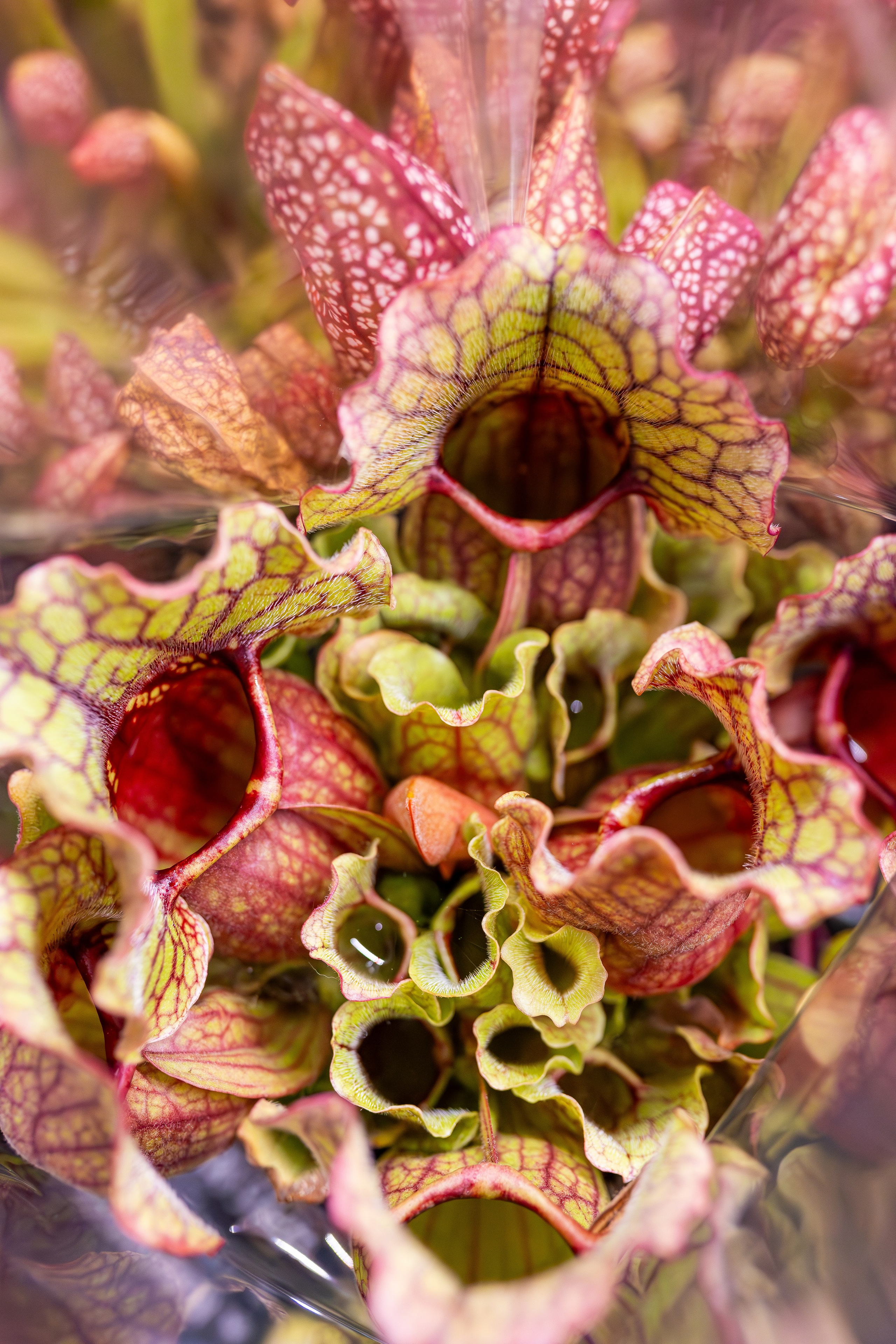 Орхидиум сентябрь 2025. Александра Куликова фотограф, Москва