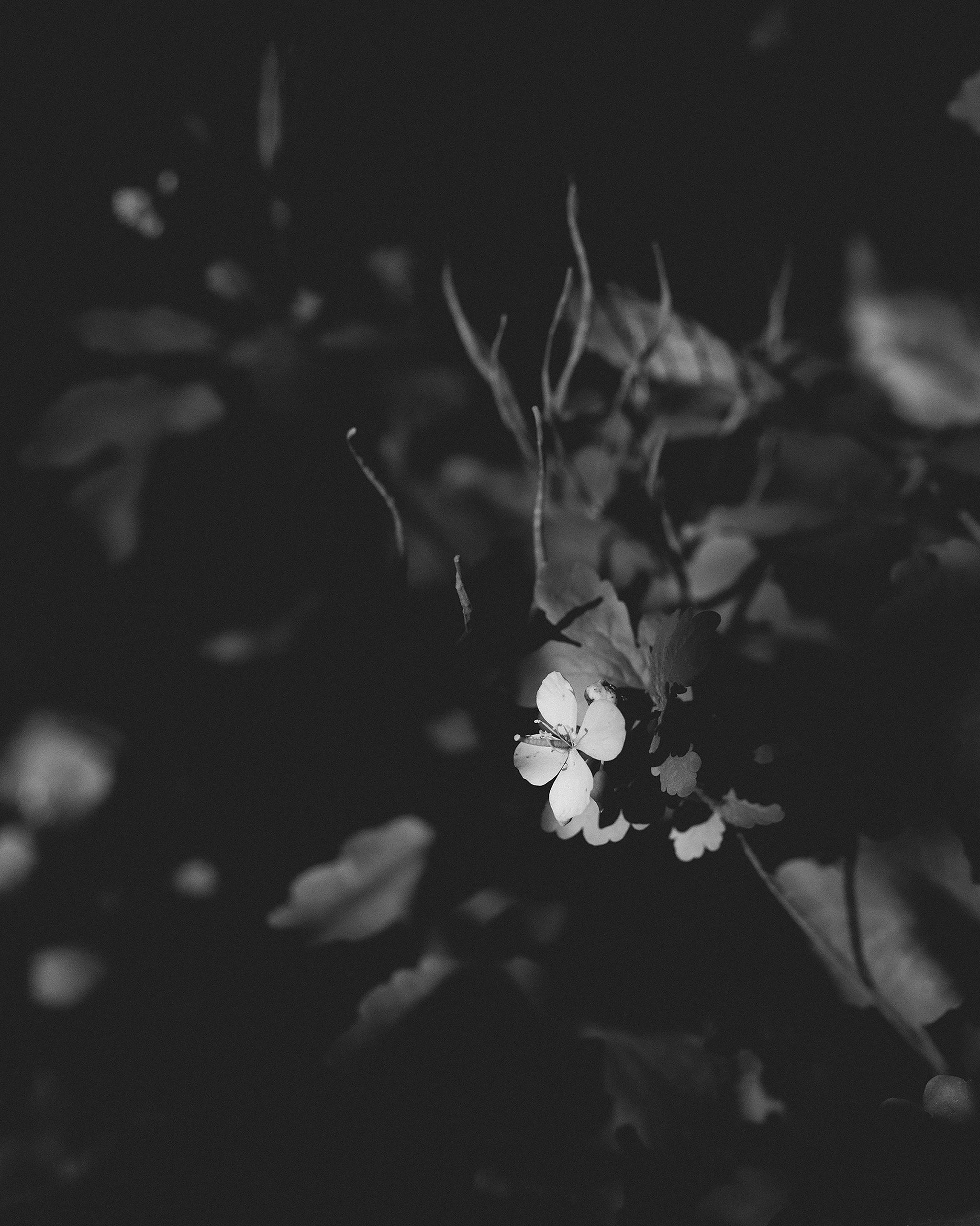 В лесу. Фотограф Владимир Орлов