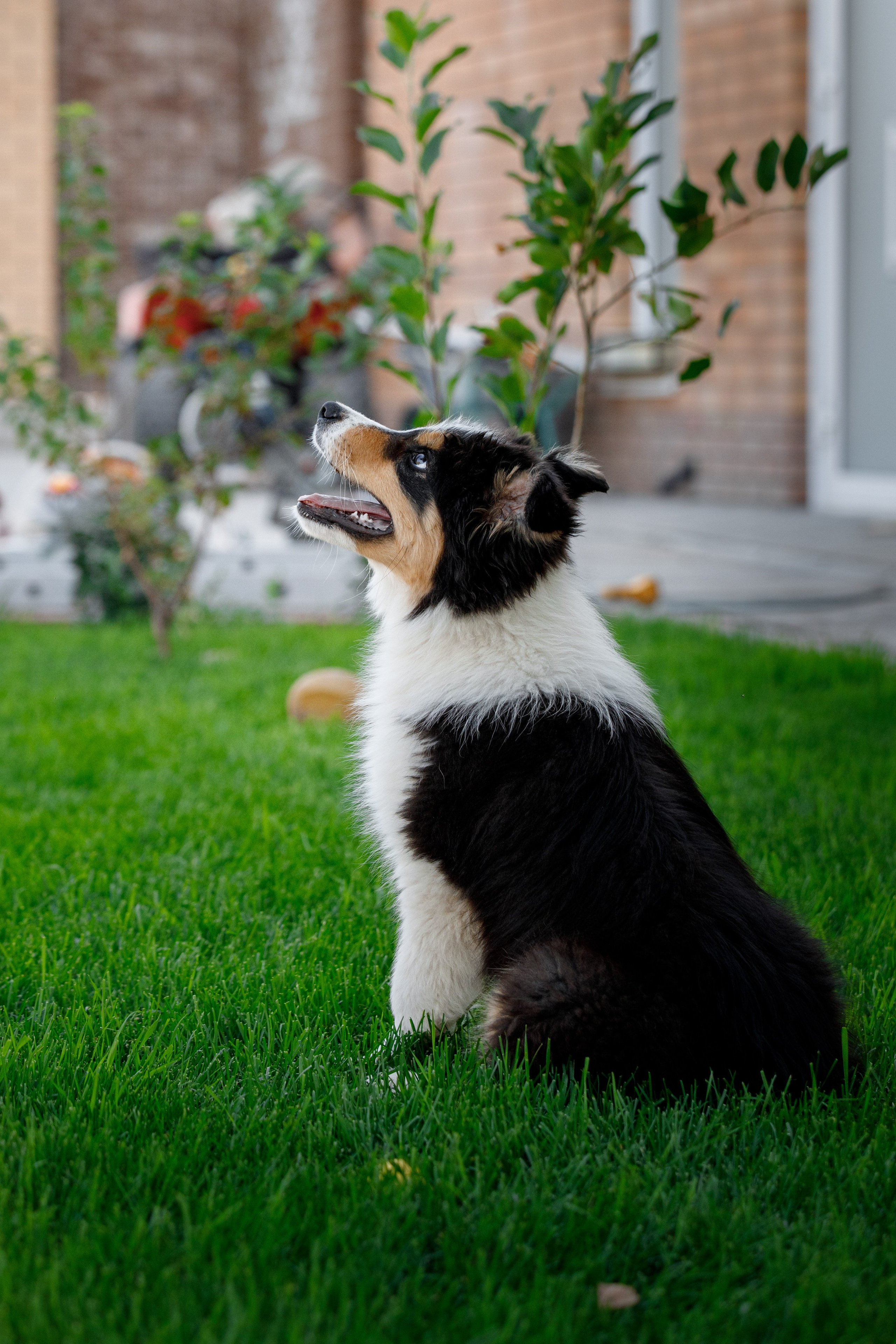 Смешарики. О нас