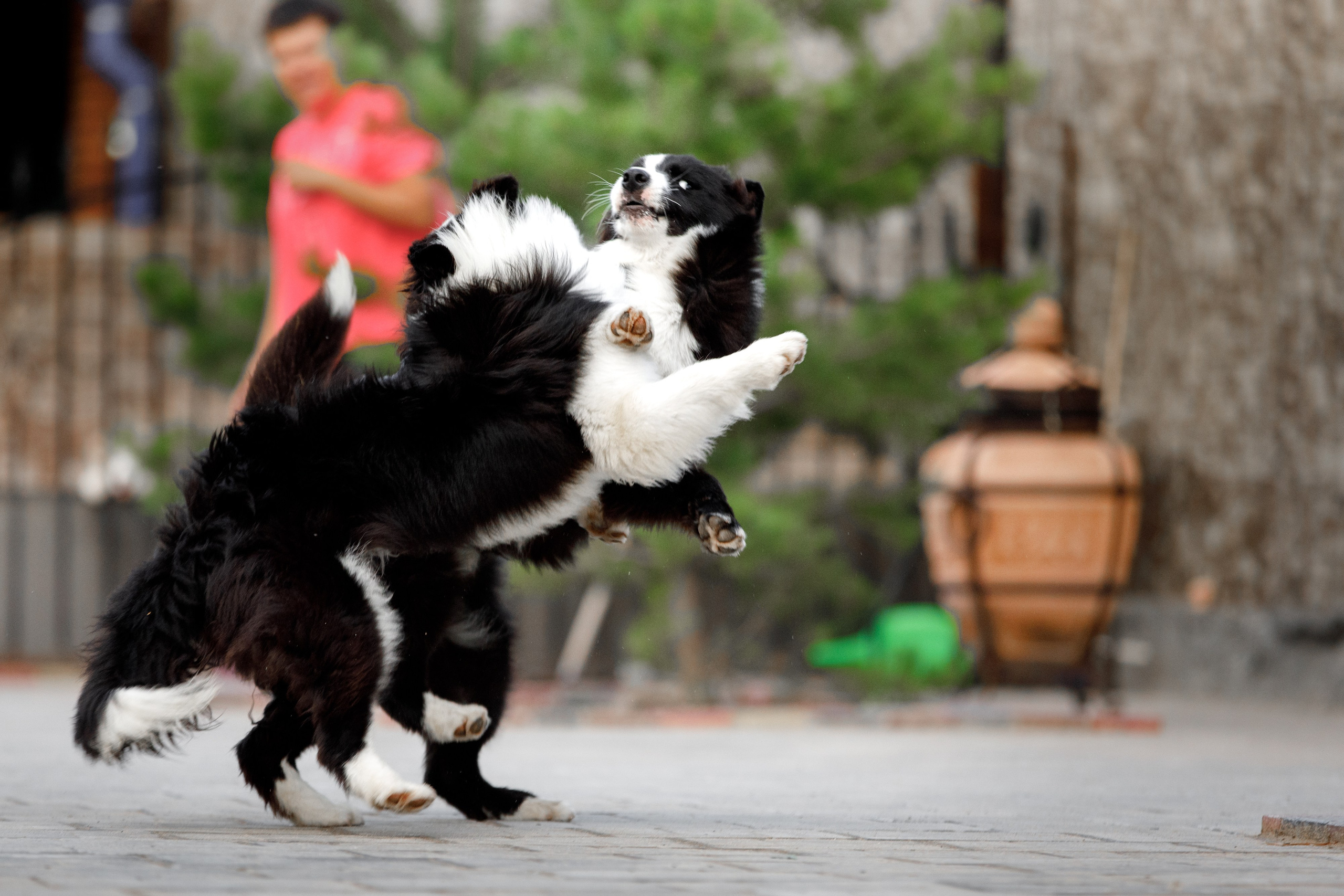 Болтовня в саду. О нас