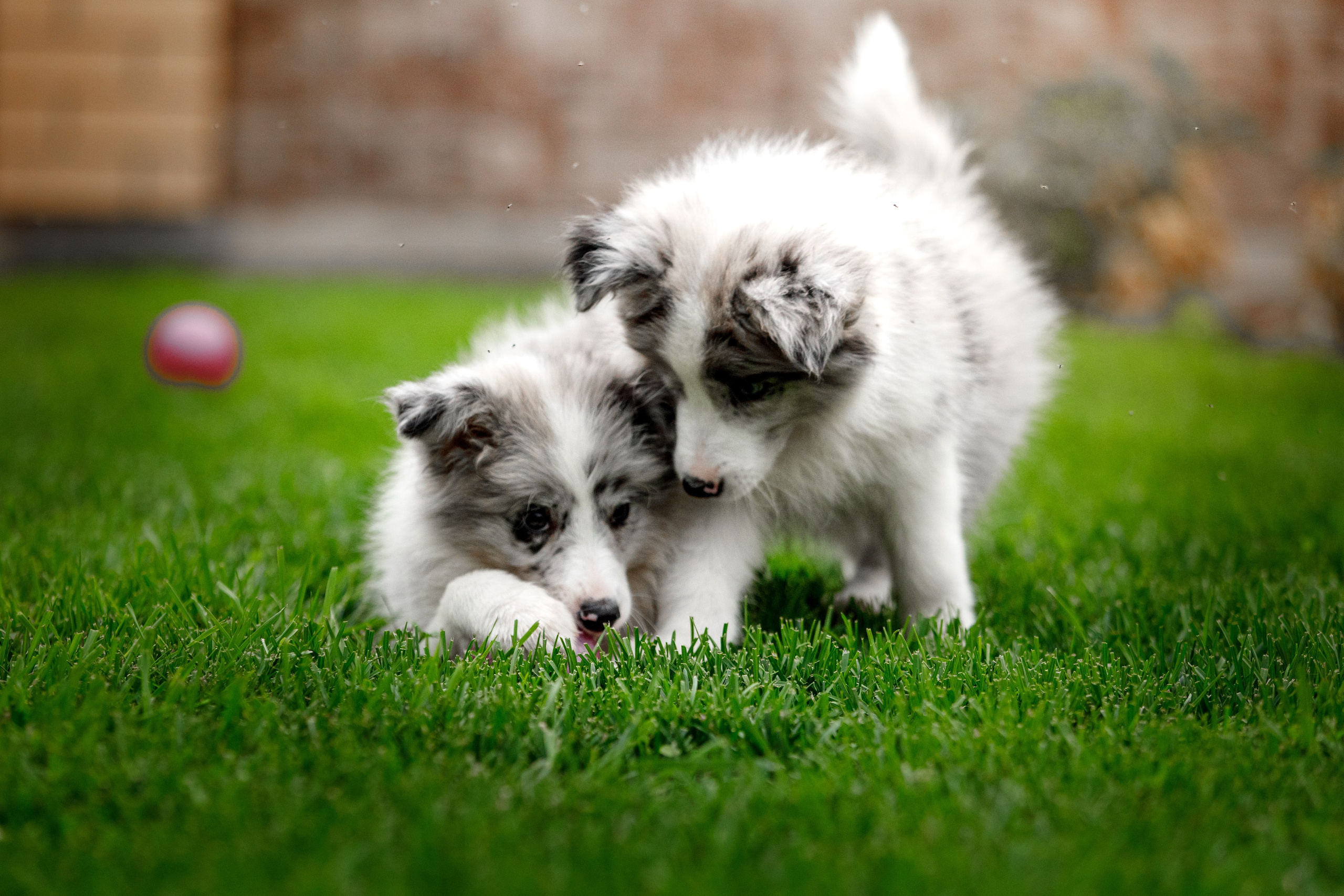 Болтовня в саду. О нас