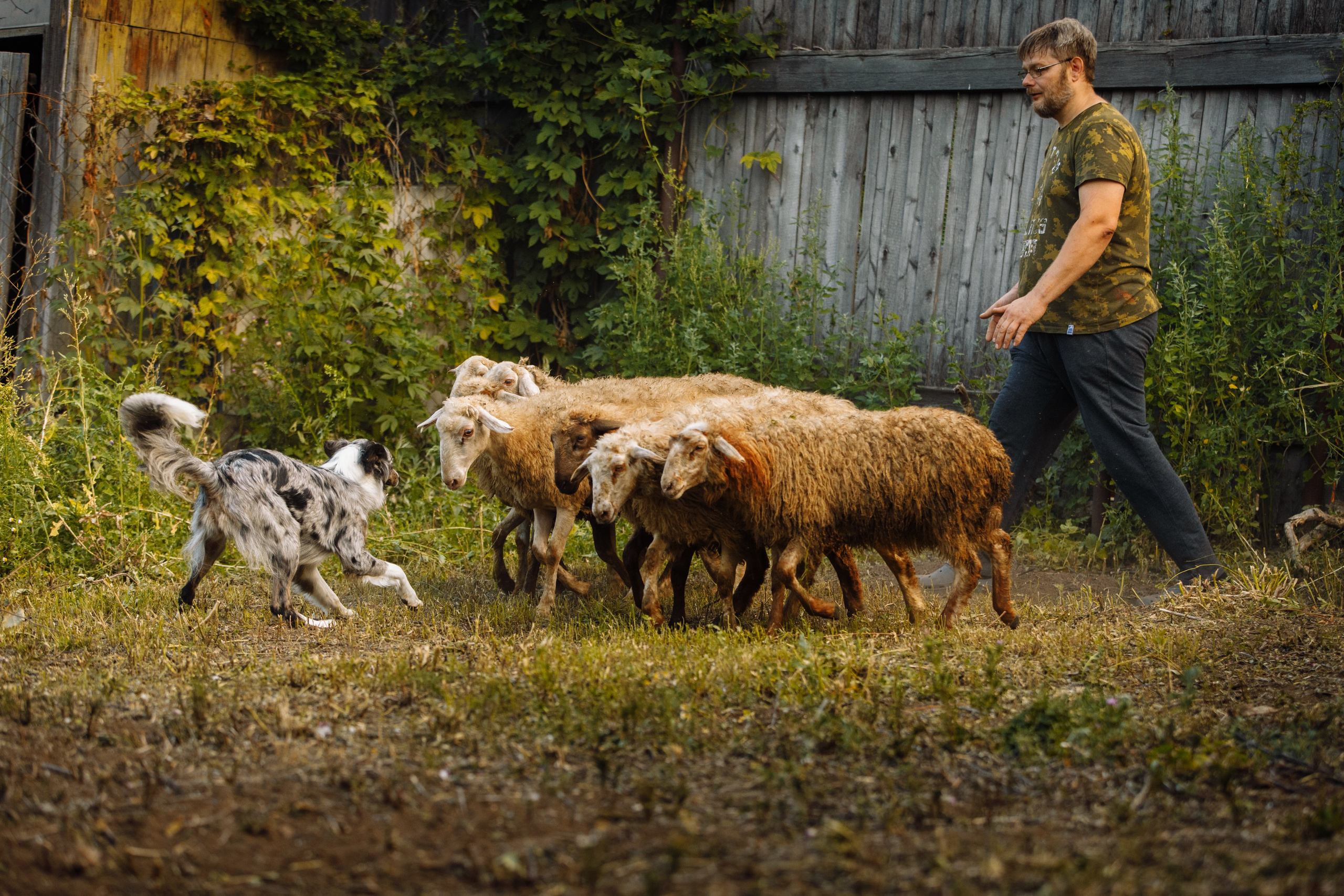 Овечий день. О нас