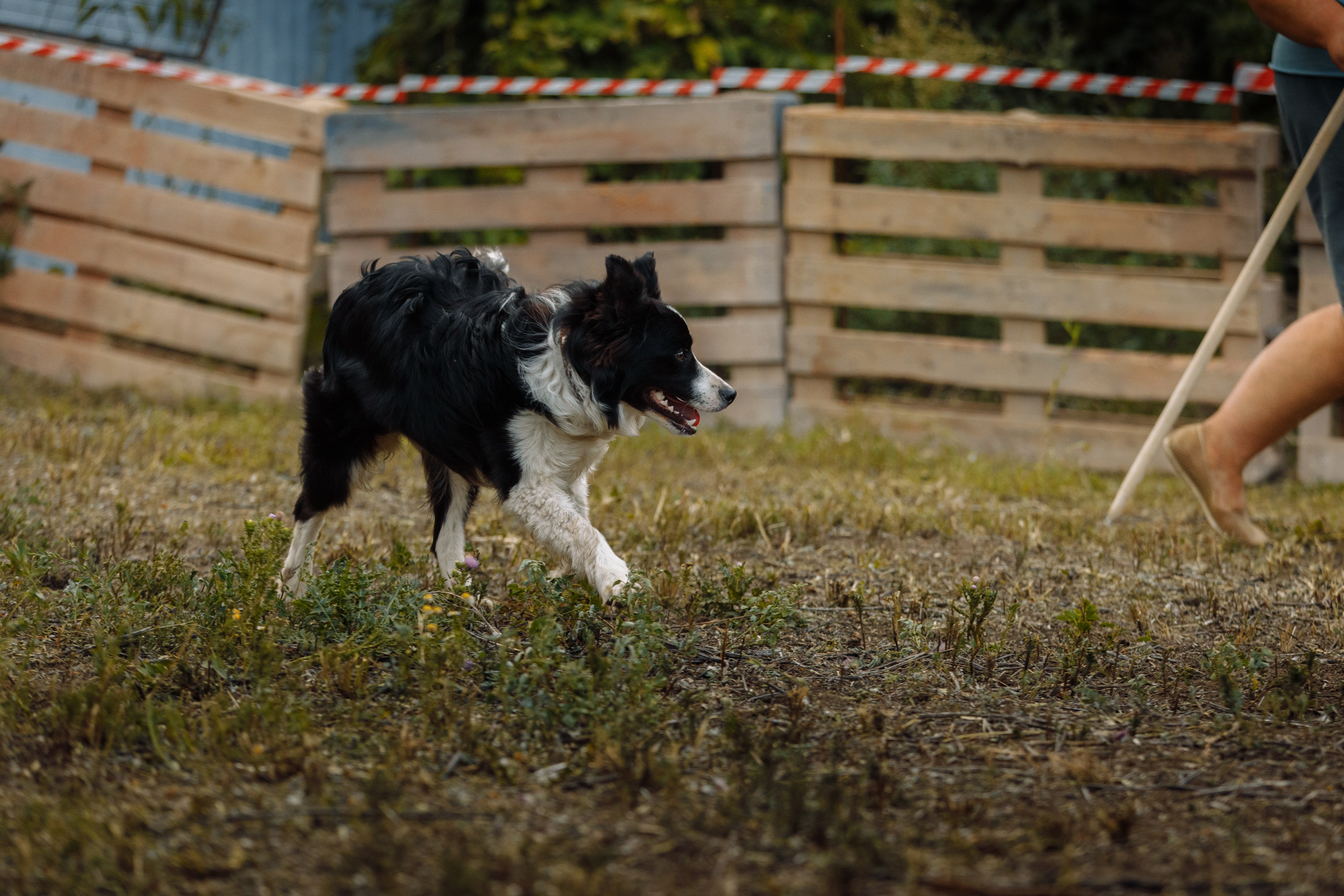 Овечий день. О нас