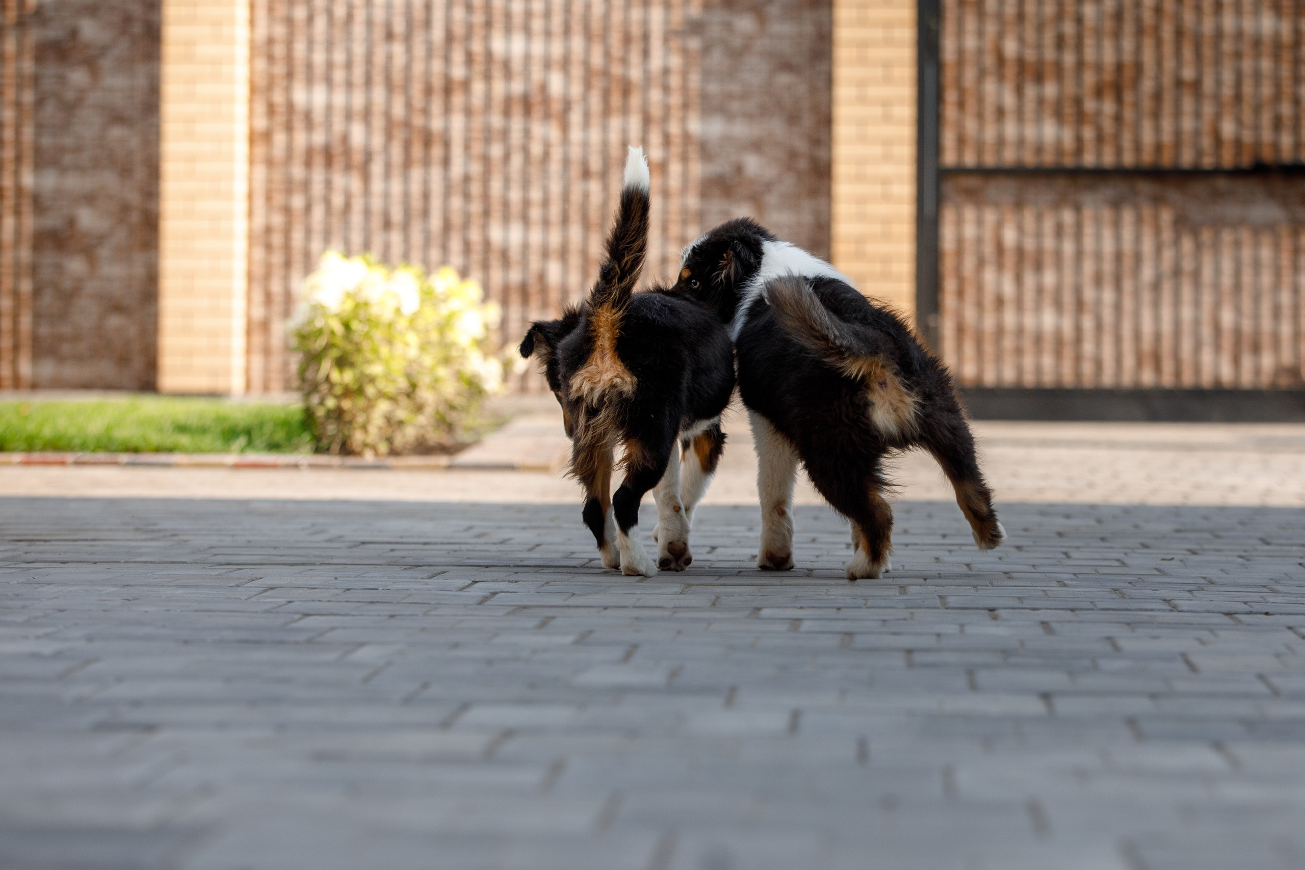 Смешарики. О нас