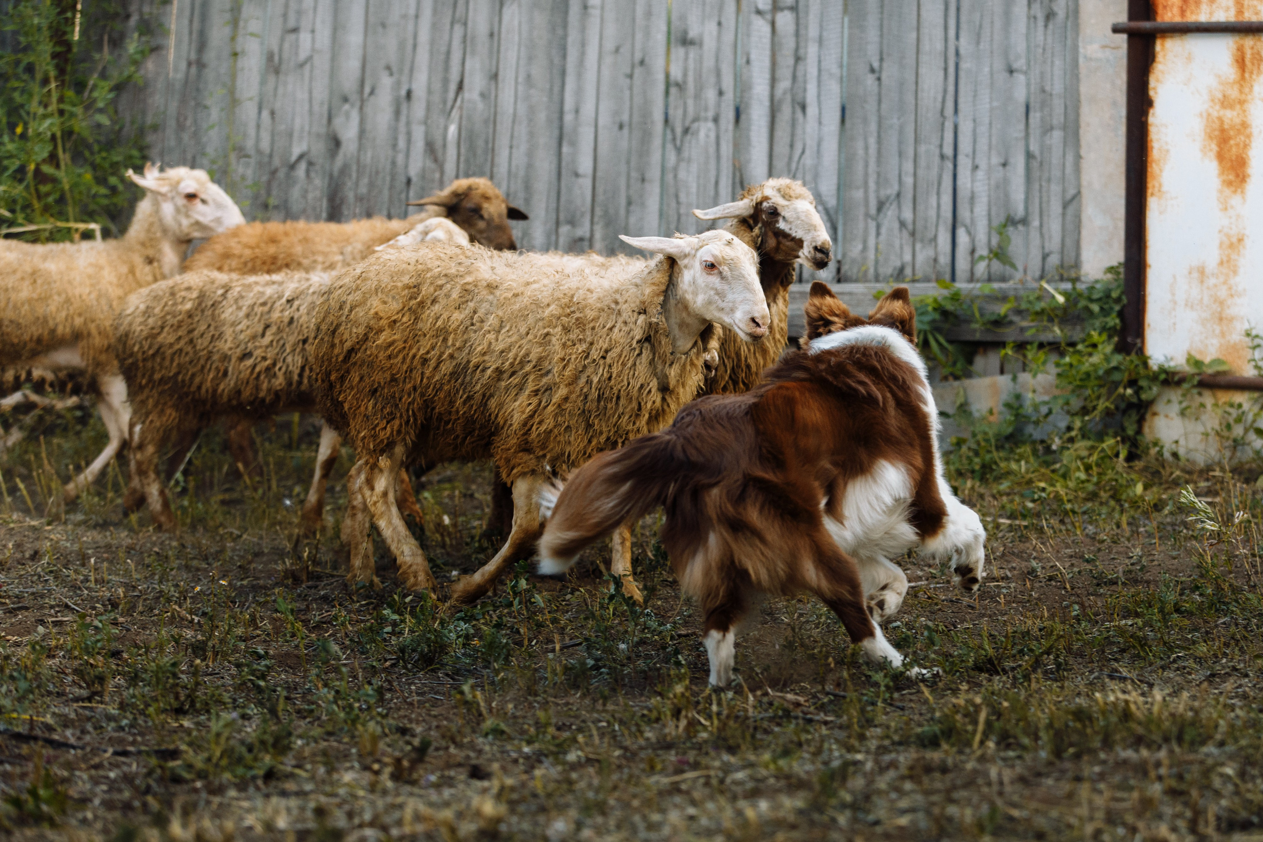 Овечий день. О нас