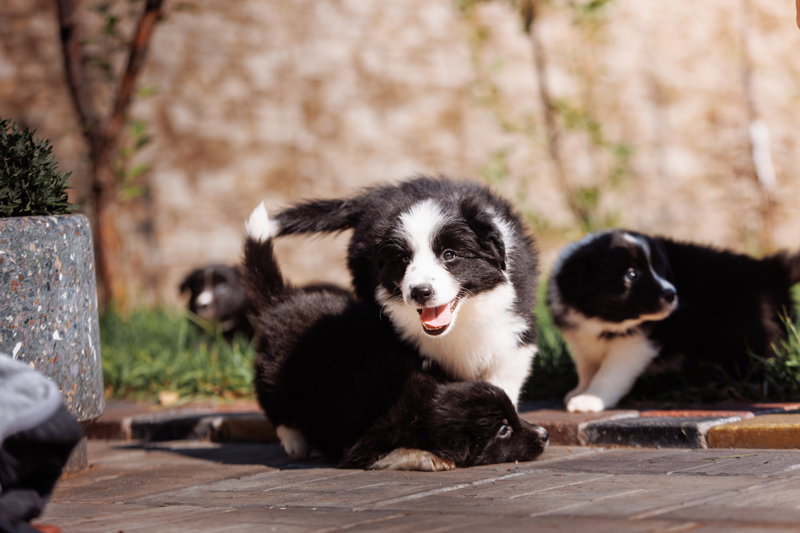 МММ — маленькое мягкое милое. О нас