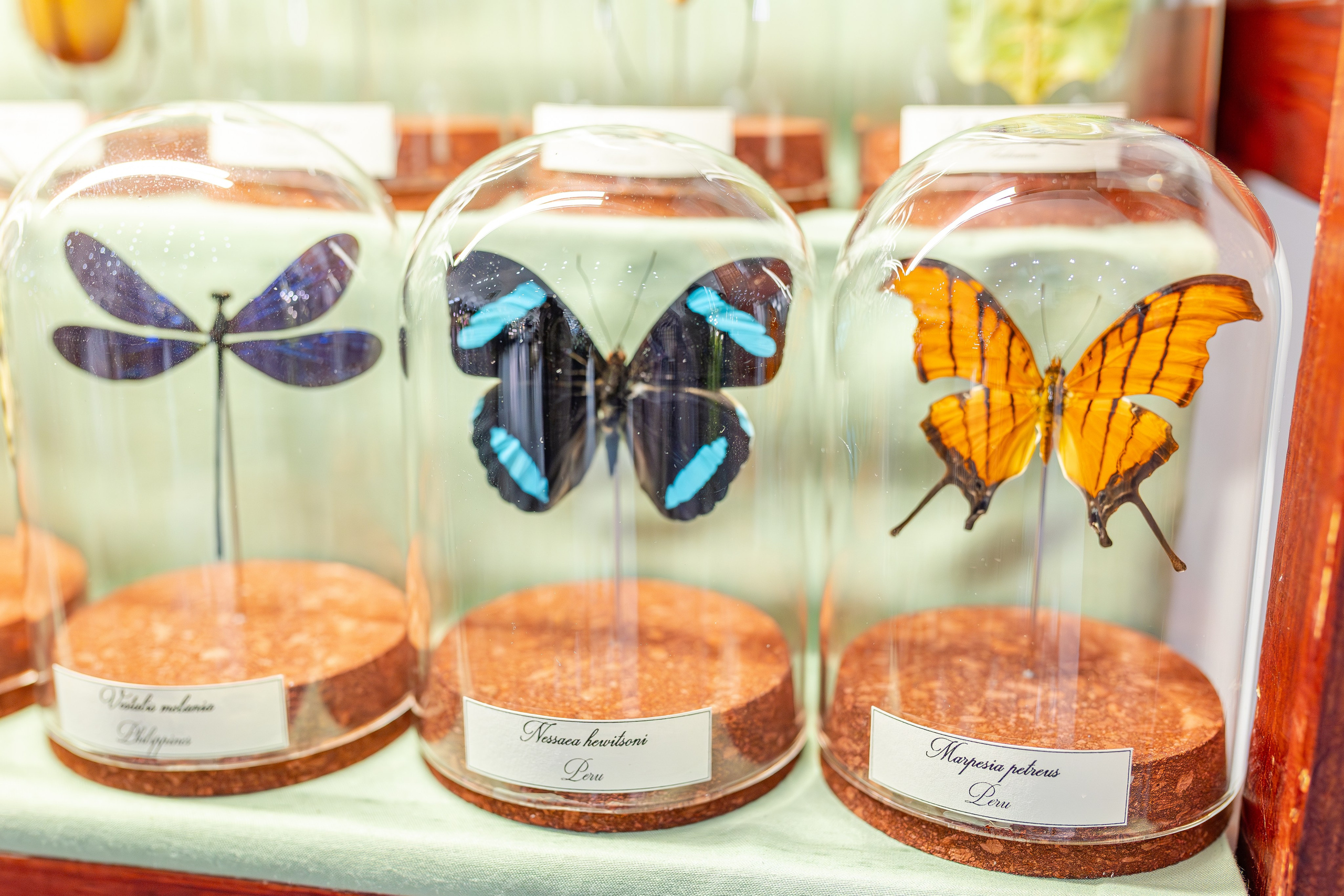 Монстериум апрель 2026. Александра Куликова фотограф, Москва